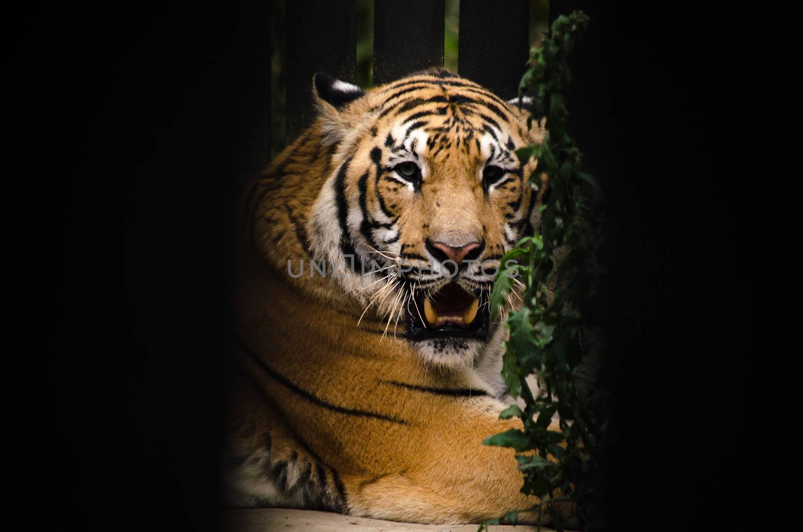 panthera tigris corbetti is playing with friend and it is same cat