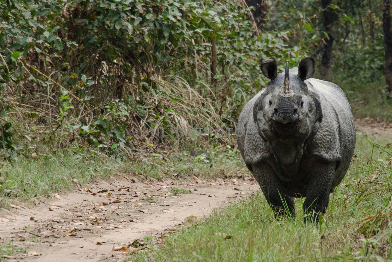 rhinoceros, plural rhinoceroses, rhinoceros, or rhinoceri,  
any of five or six species of giant, horn-bearing herbivores that include some of the largest living land mammals.