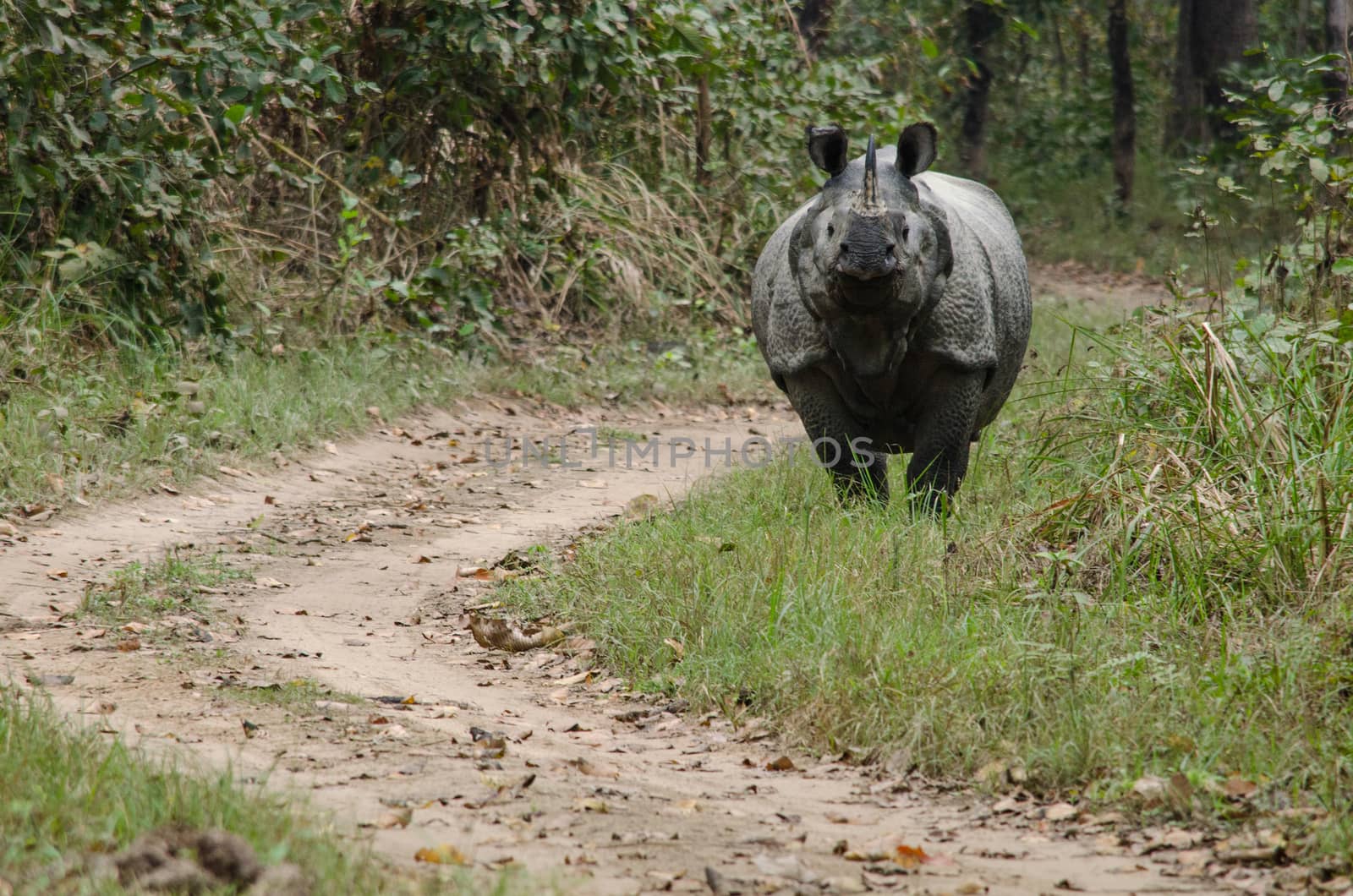 rhinoceros, plural rhinoceroses, rhinoceros, or rhinoceri,  
any of five or six species of giant, horn-bearing herbivores that include some of the largest living land mammals.