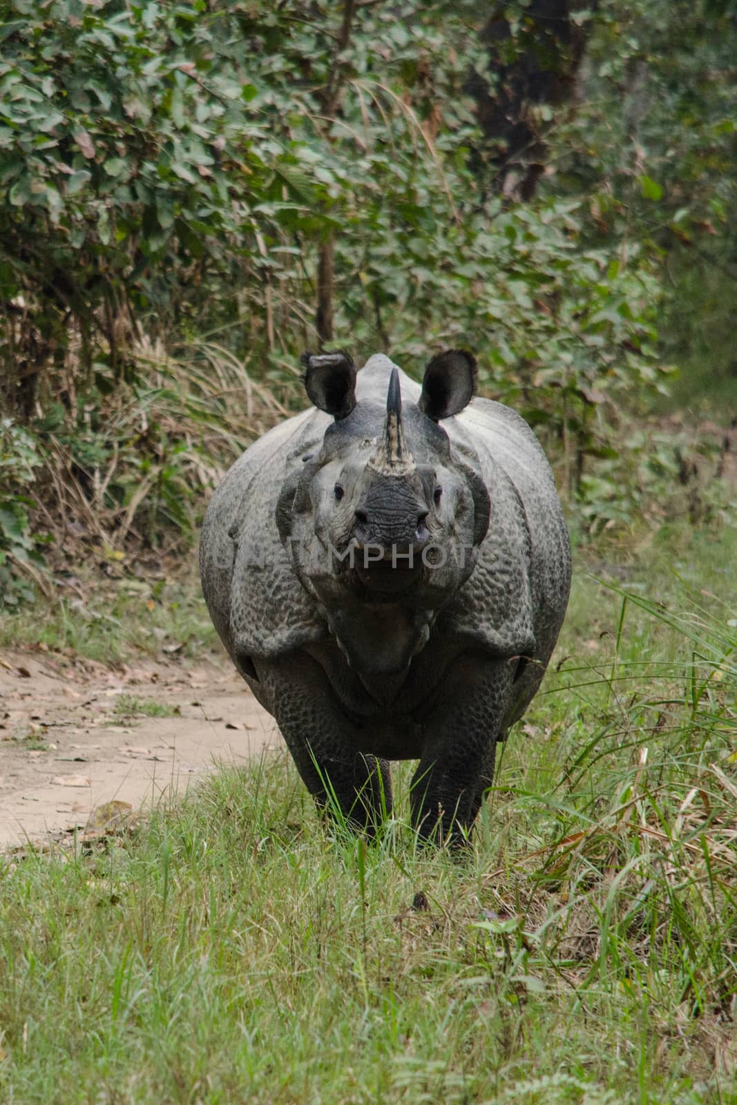 rhinoceros, plural rhinoceroses, rhinoceros, or rhinoceri,  
any of five or six species of giant, horn-bearing herbivores that include some of the largest living land mammals.