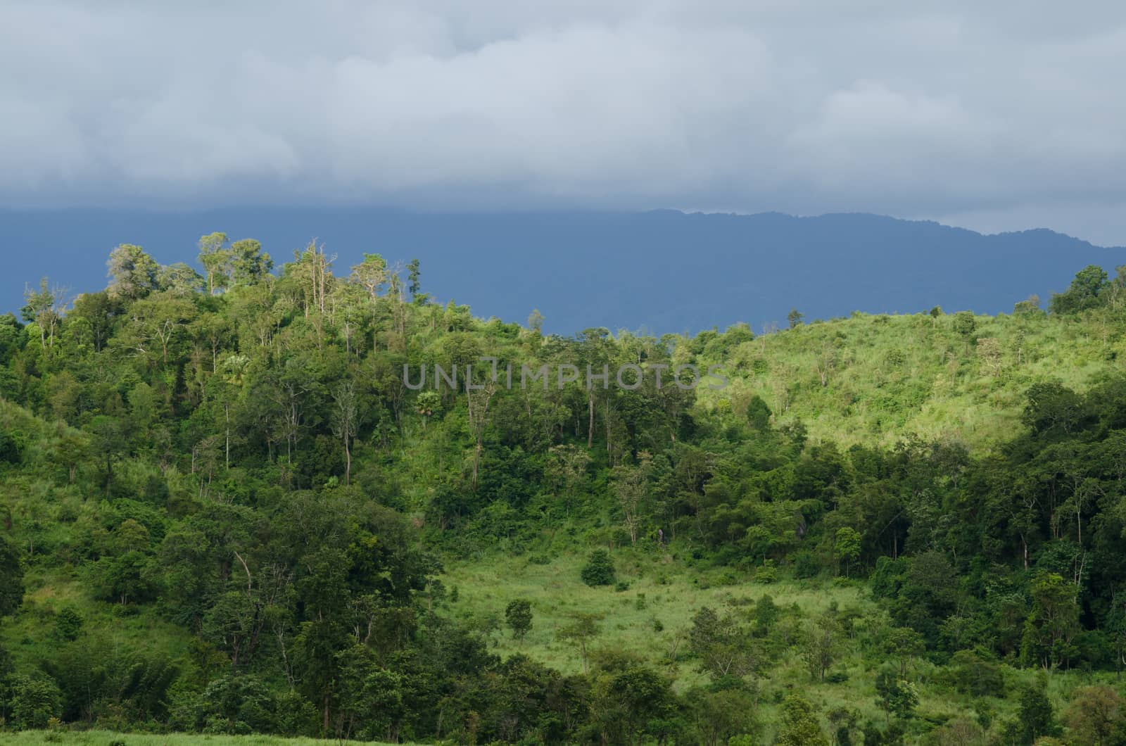 forest and blue sky is background and have plantiful