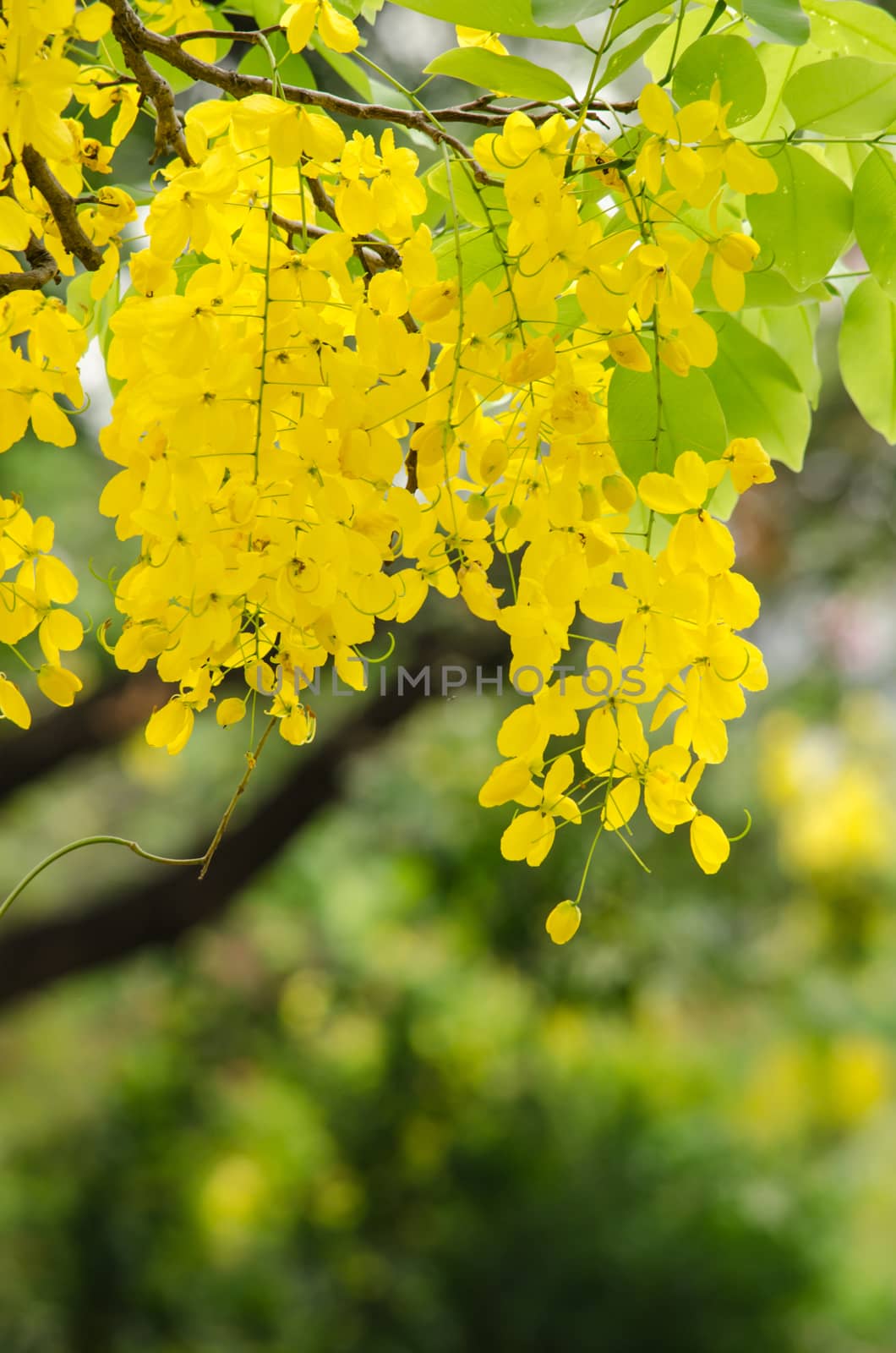 Cassia fistula is plant of thailand and its flower is Thailand's national flower.