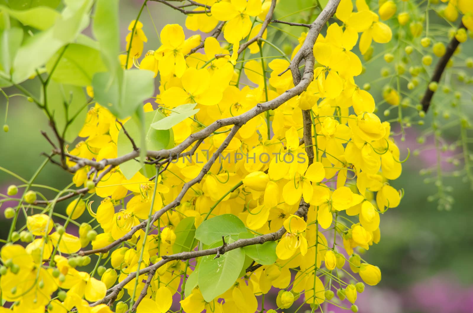 Cassia fistula is plant of thailand and its flower is Thailand's national flower.