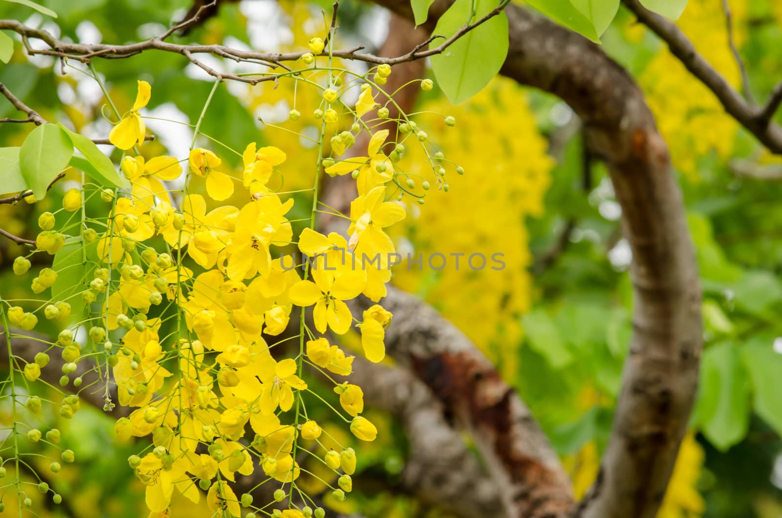 Cassia fistula is plant of thailand and its flower is Thailand's national flower.