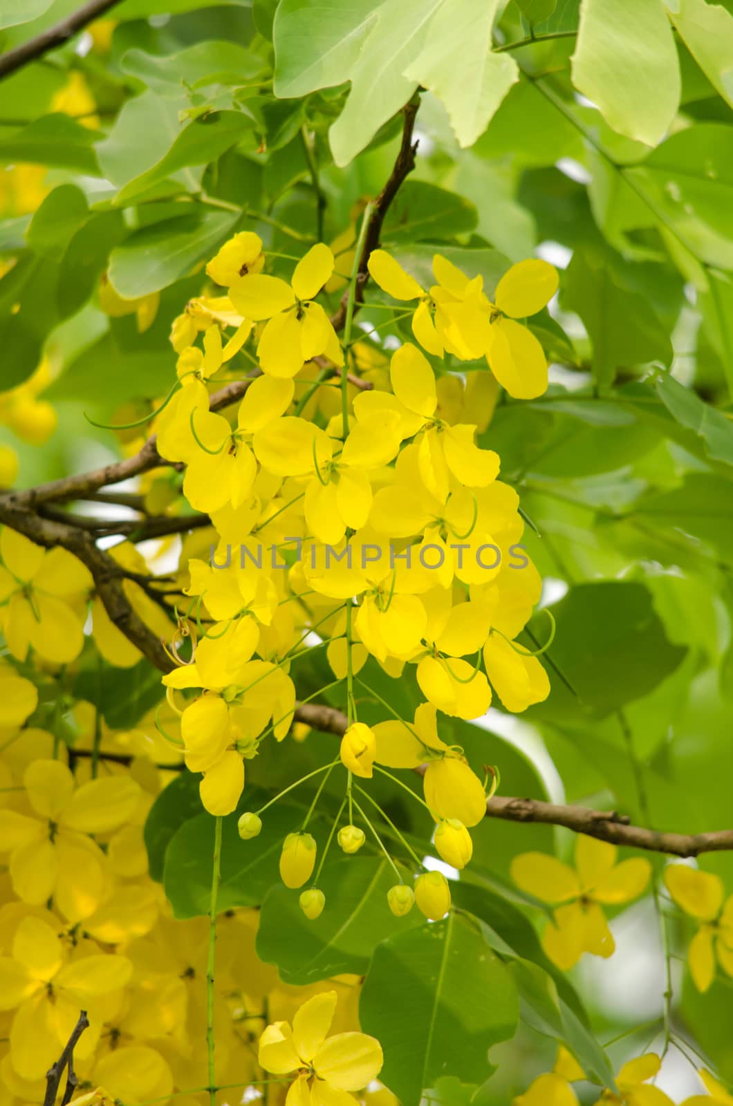 Cassia fistula is plant of thailand and its flower is Thailand's national flower.