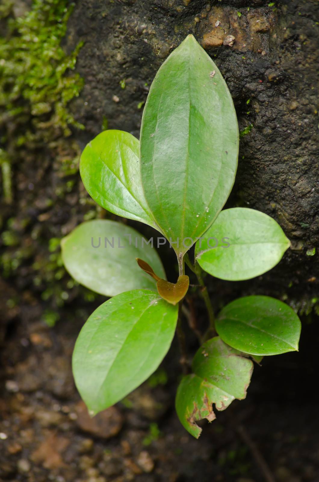plant live on the ston in evergreen forest