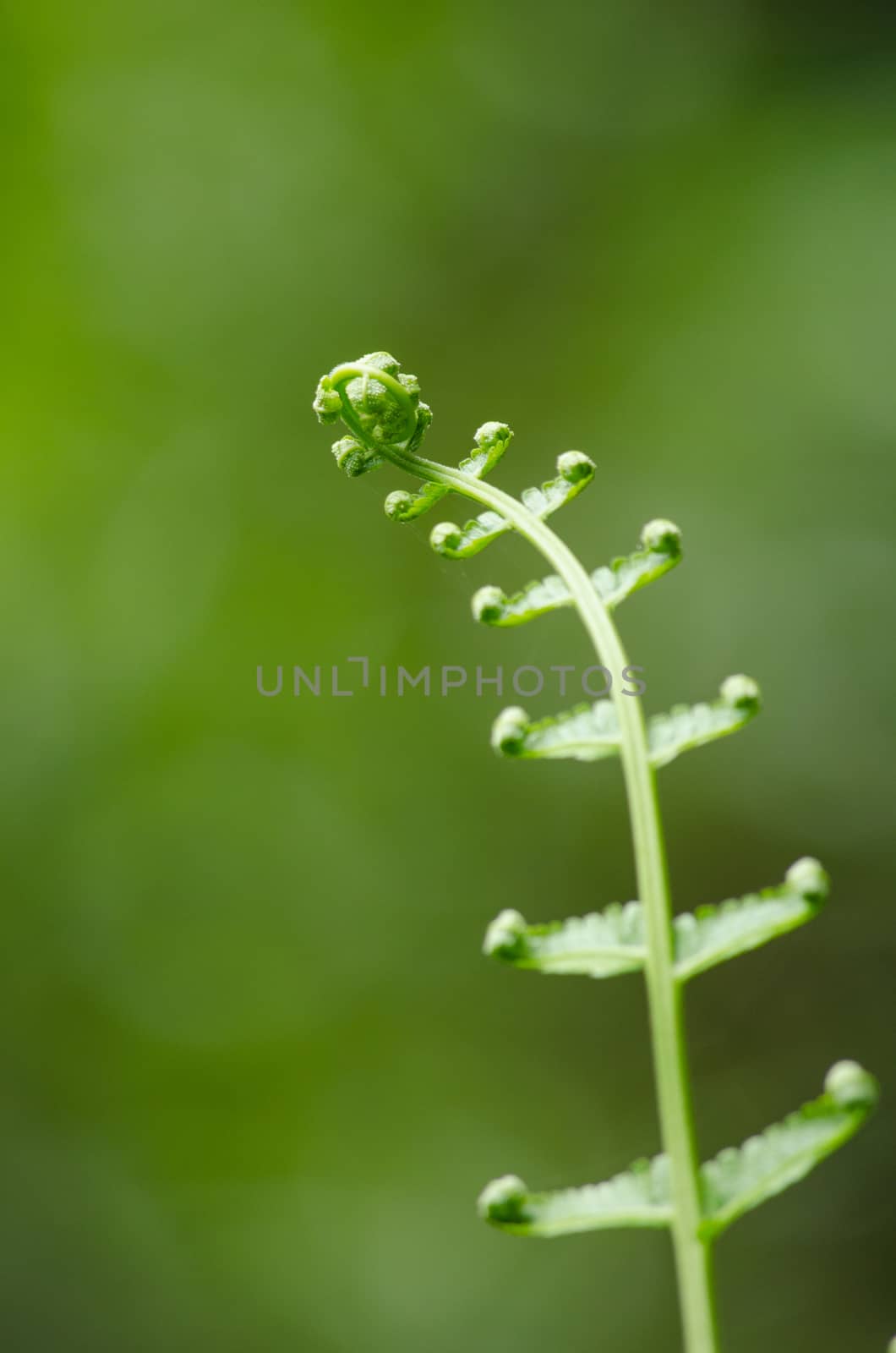 green fern and green backgroud
