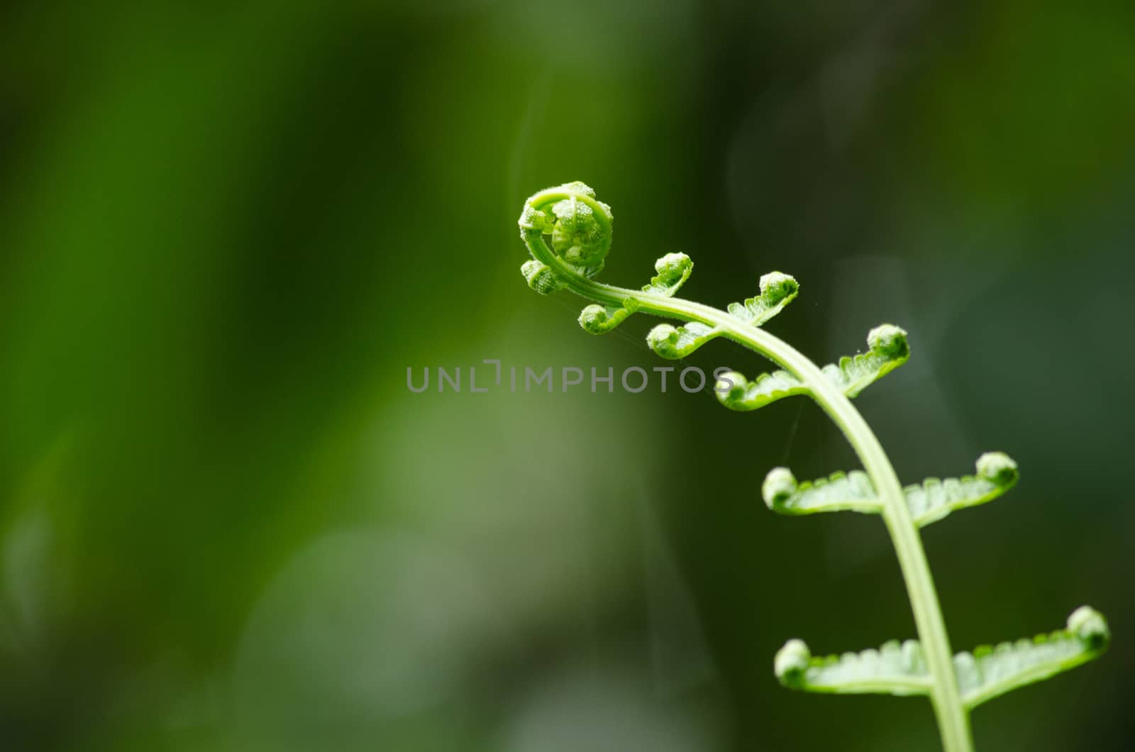 green fern and green backgroud