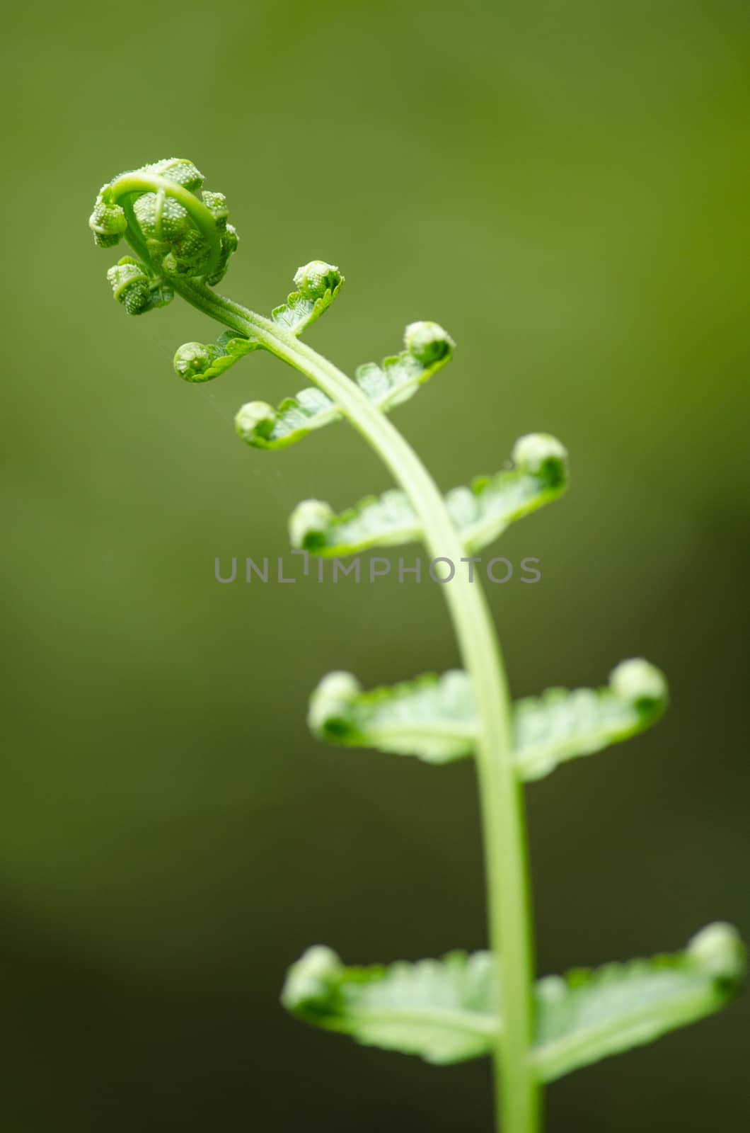 green fern and green backgroud