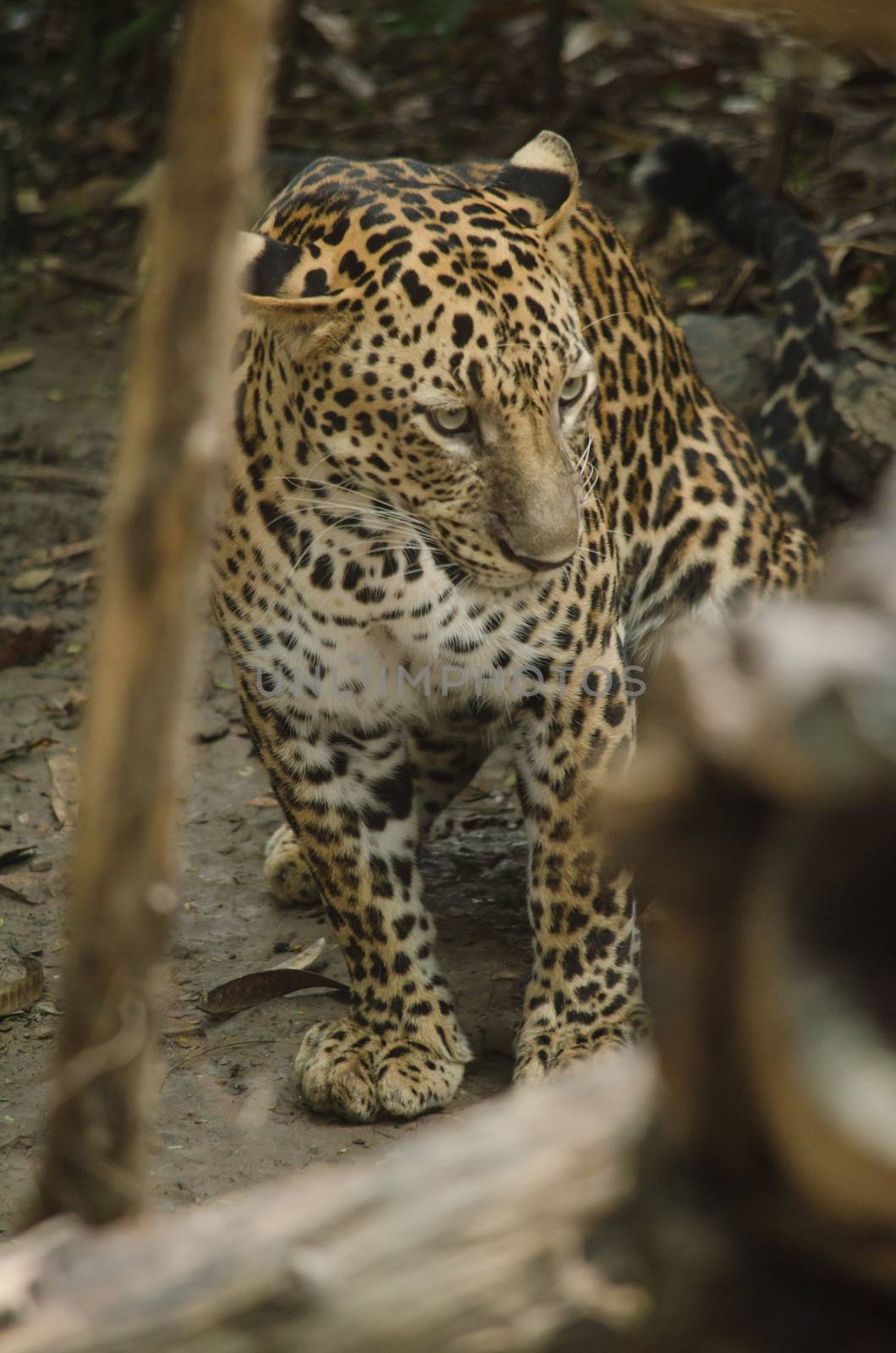 one of the five big cats in the genus Panthera. It is a member of the family Felidae