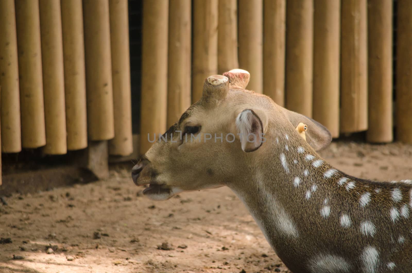 Chital or cheetal deer (Axis axis), also known as spotted deer or axis deer in the forest