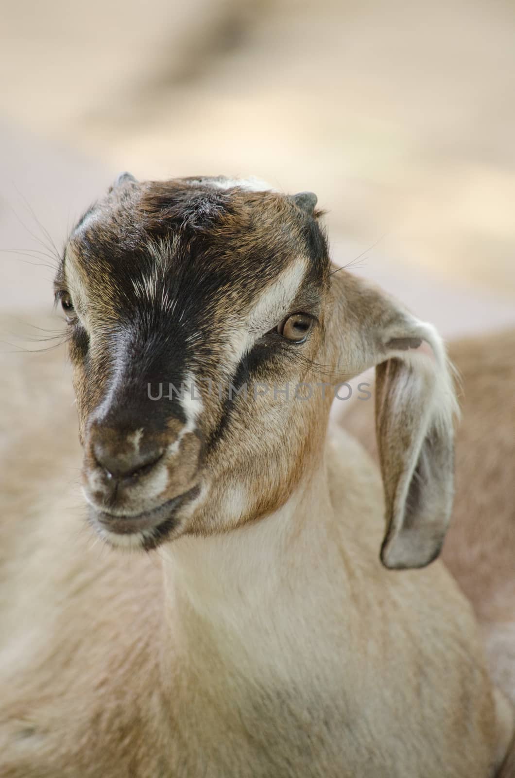 The goat is a member of the family Bovidae and is closely related to the sheep as both are in the goat-antelope