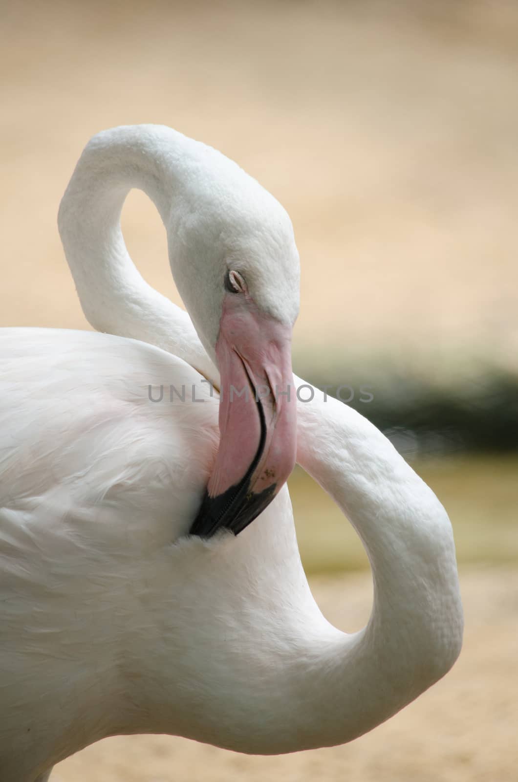 Pink flamingo live in lake and have green background