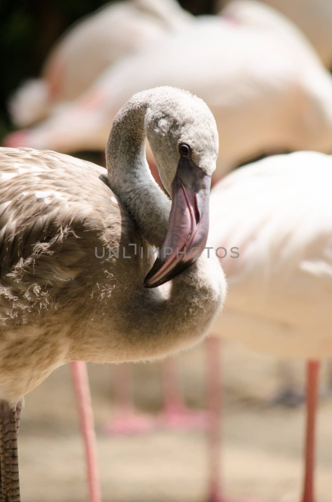 Pink flamingo live in lake and have green background