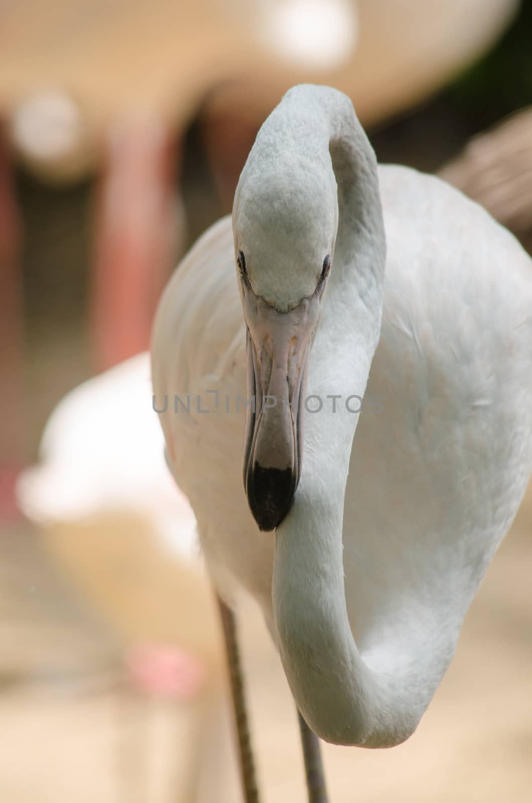 Pink flamingo live in lake and have green background