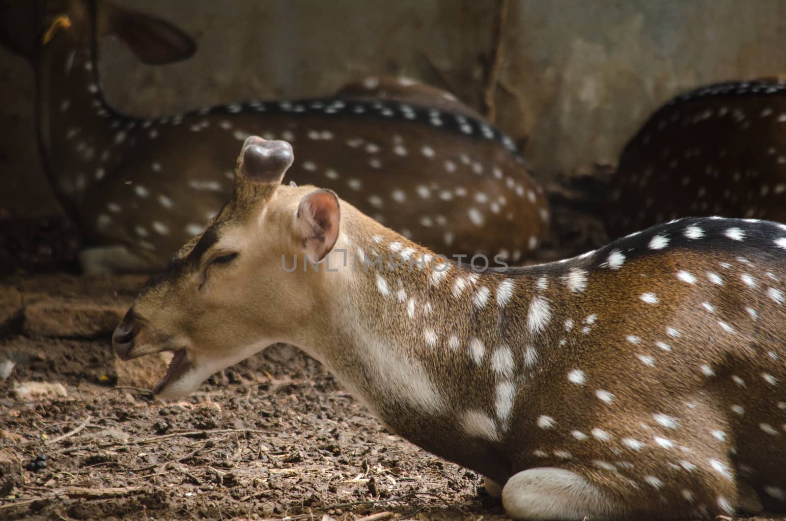 Chital or cheetal deer (Axis axis), also known as spotted deer or axis deer in the forest