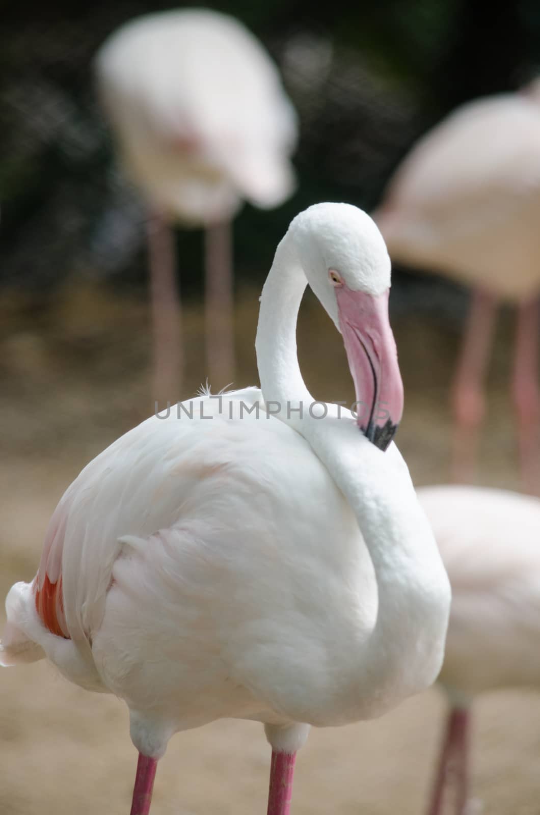 Pink flamingo live in lake and have green background