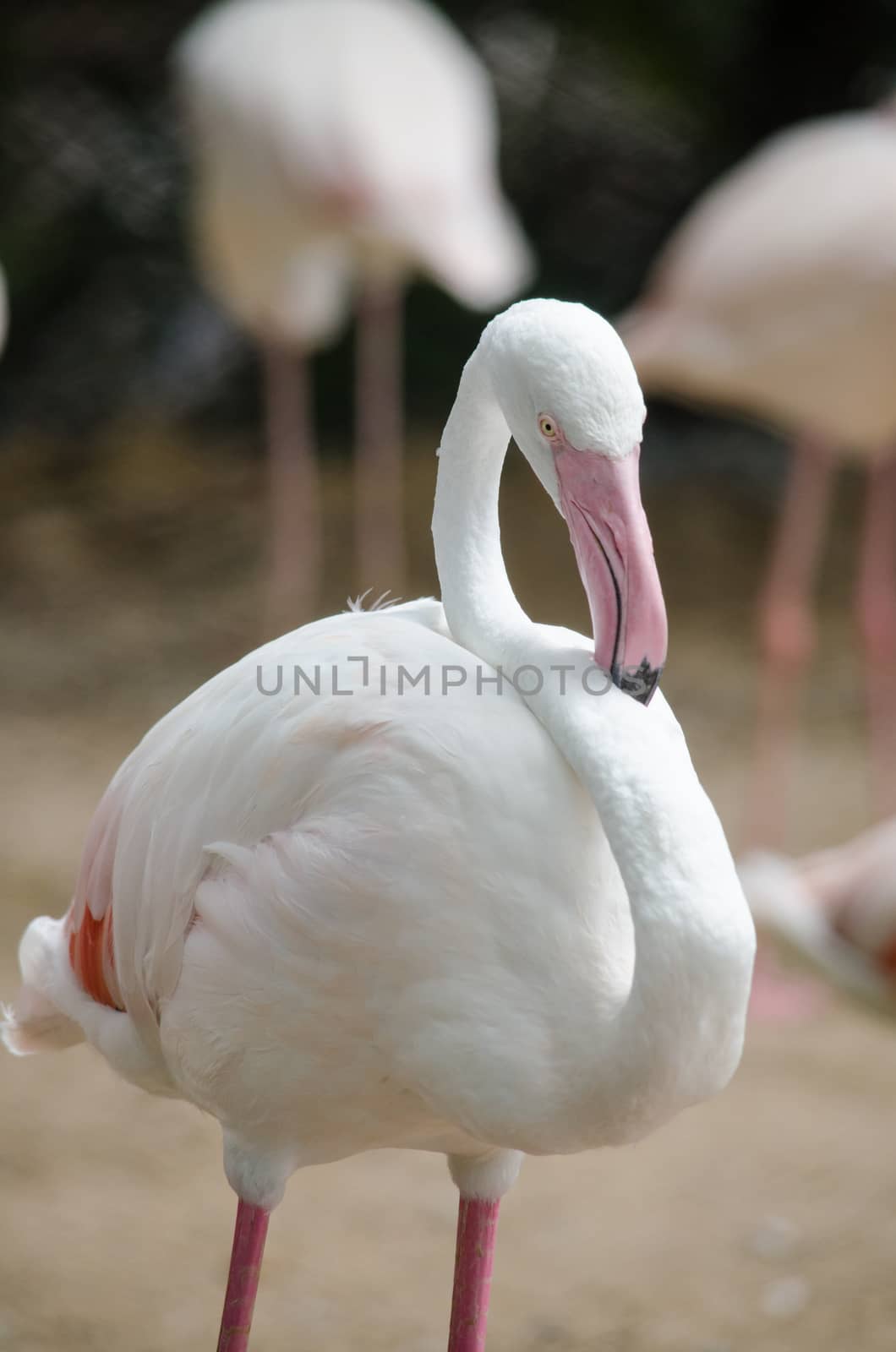 Pink flamingo live in lake and have green background