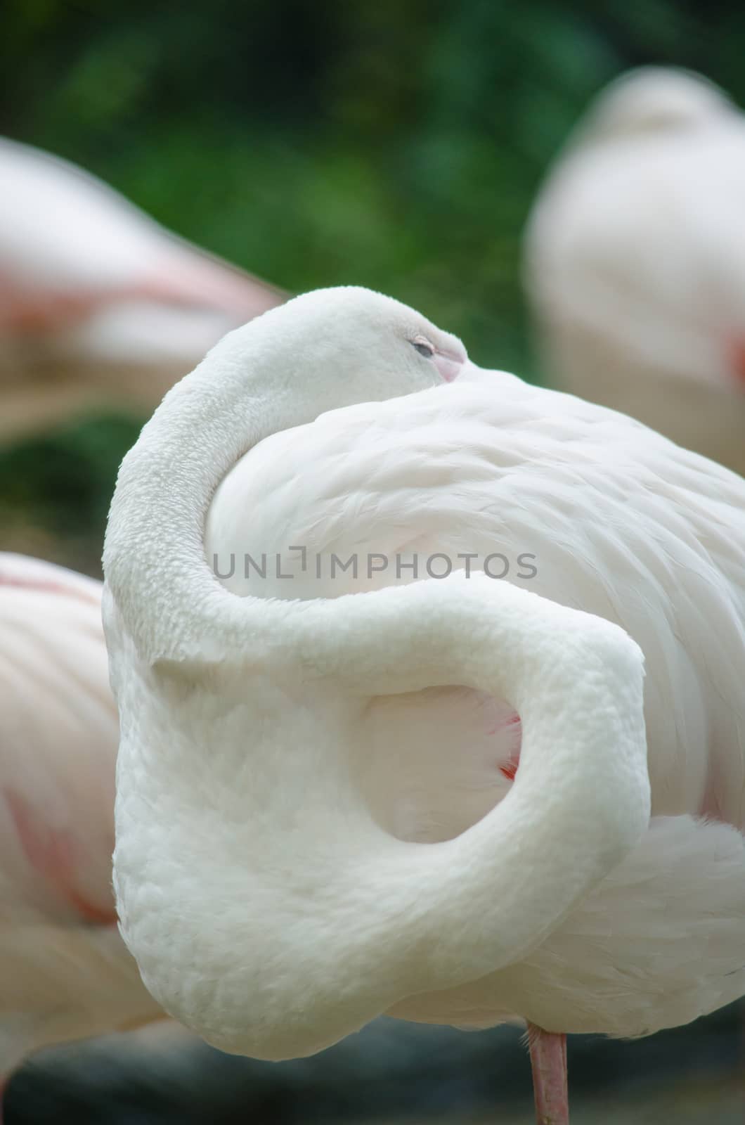 Pink flamingo live in lake and have green background