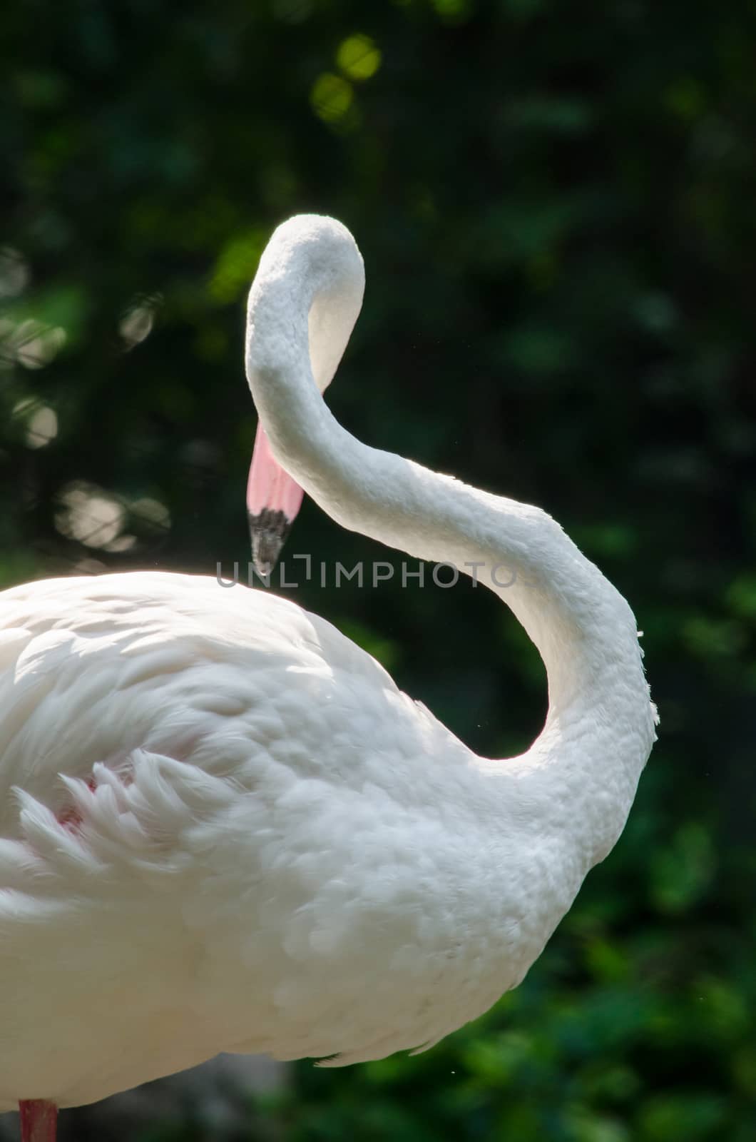 Pink flamingo live in lake and have green background