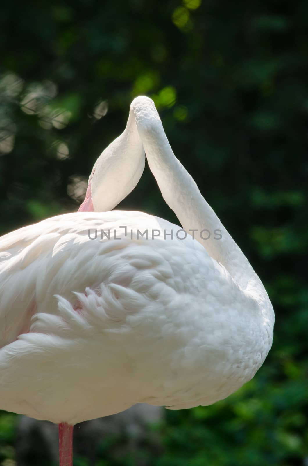 Pink flamingo live in lake and have green background