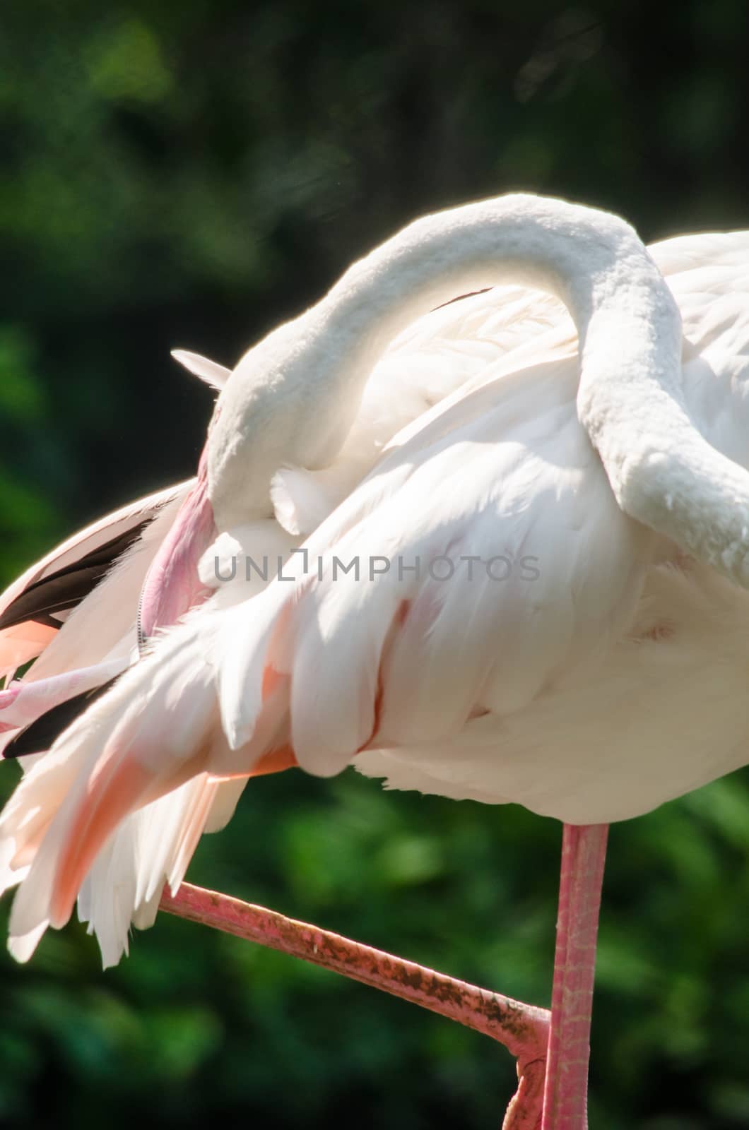 Pink flamingo live in lake and have green background