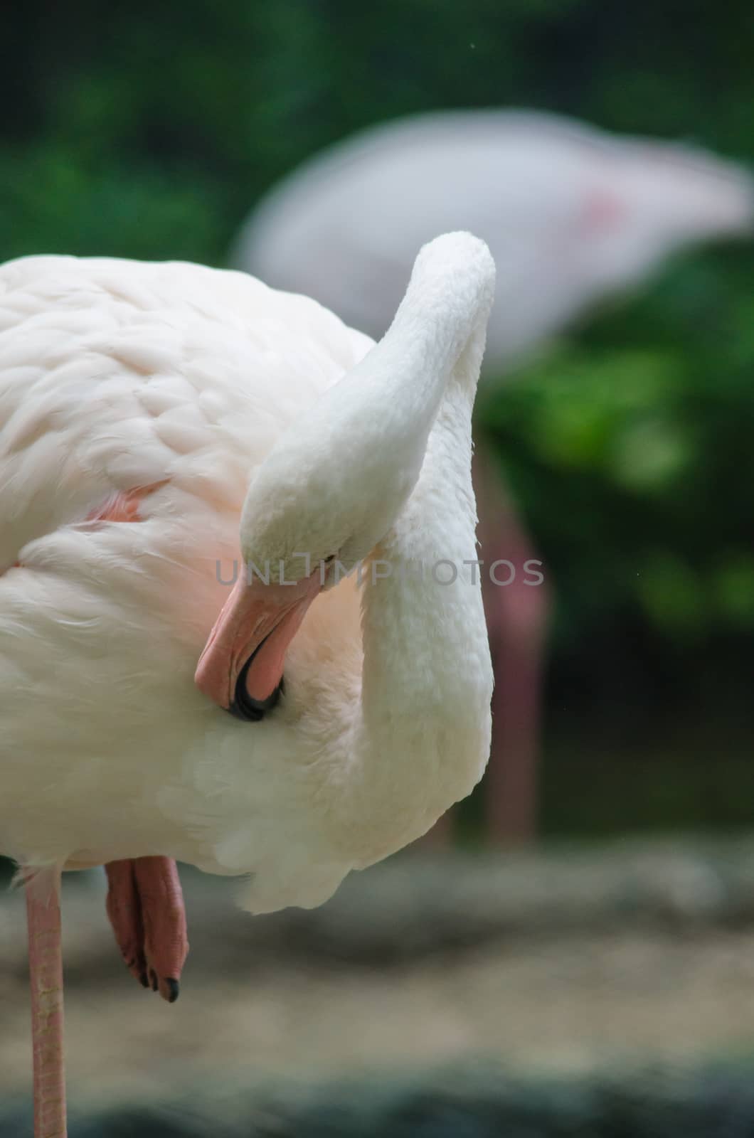 Pink flamingo live in lake and have green background