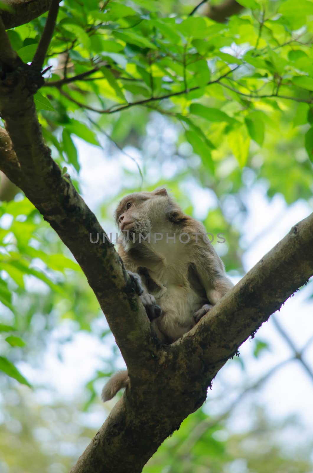 monkey is climbing on the tree for eat friut in forest