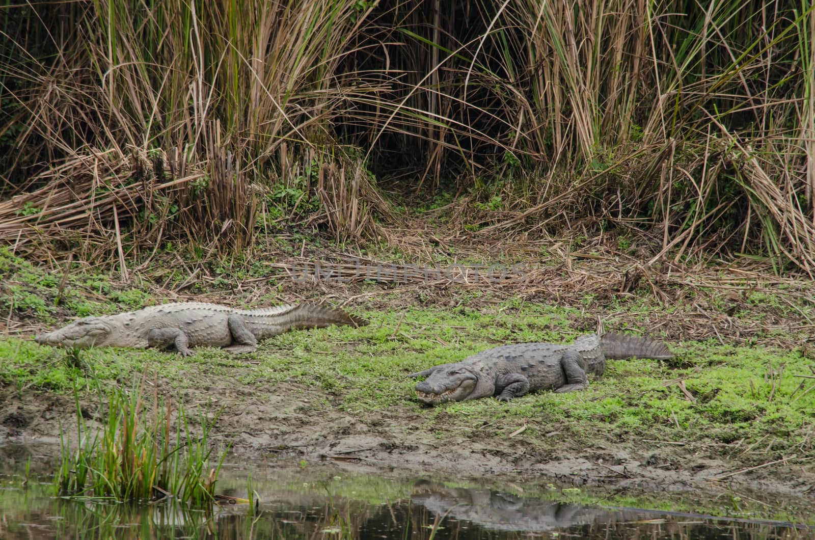 crocodiles or true crodiles are large aquatic reptiles that live throughout the tropics in africa,asia, the americas and australia ,order Crocodilia, which includes Tomistoma , the alligators and caimans ,the gharials, and all other living and fossil Crocodylomorpha.