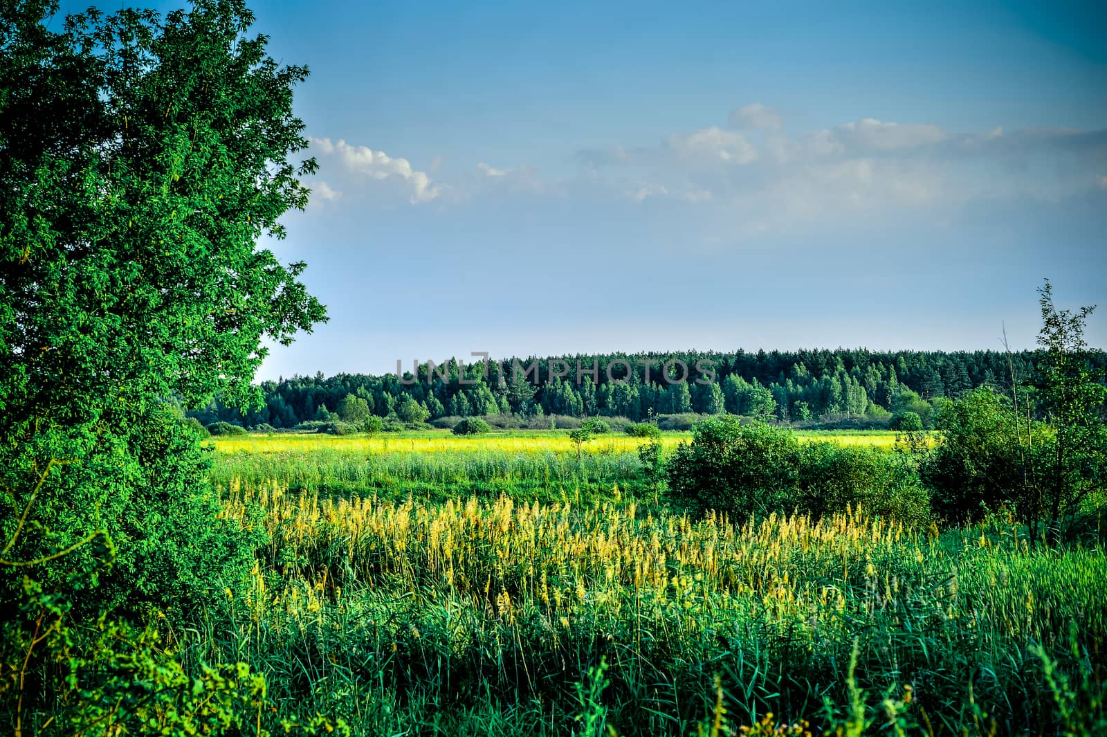 Vintage photo with tree and clouds in summer by AlisLuch