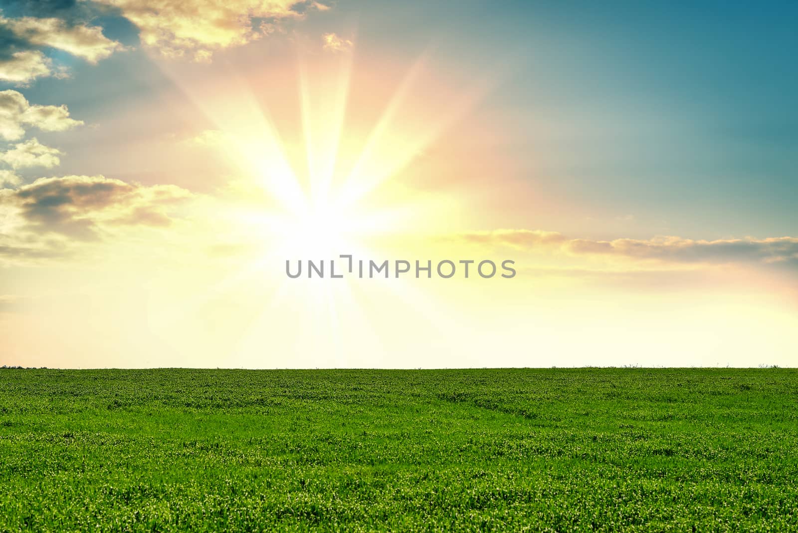 Grass on field during sunrise. Agricultural landscape in the summer time