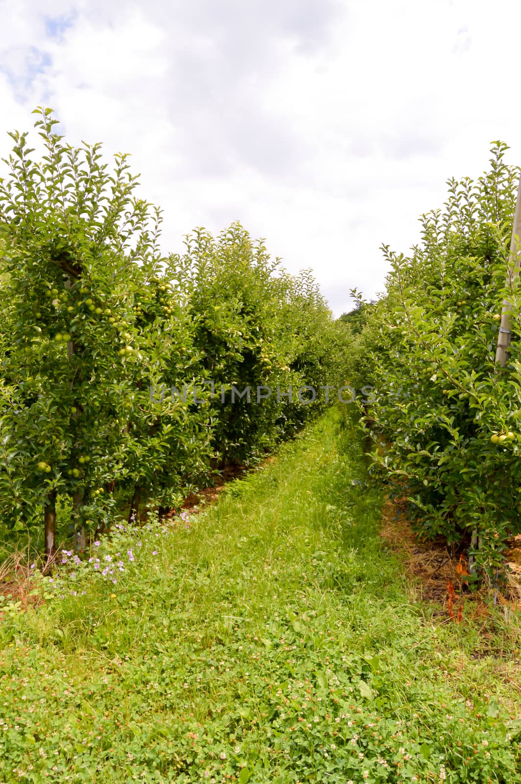 Fields of apple trees in the region of Trentino Alto Adige