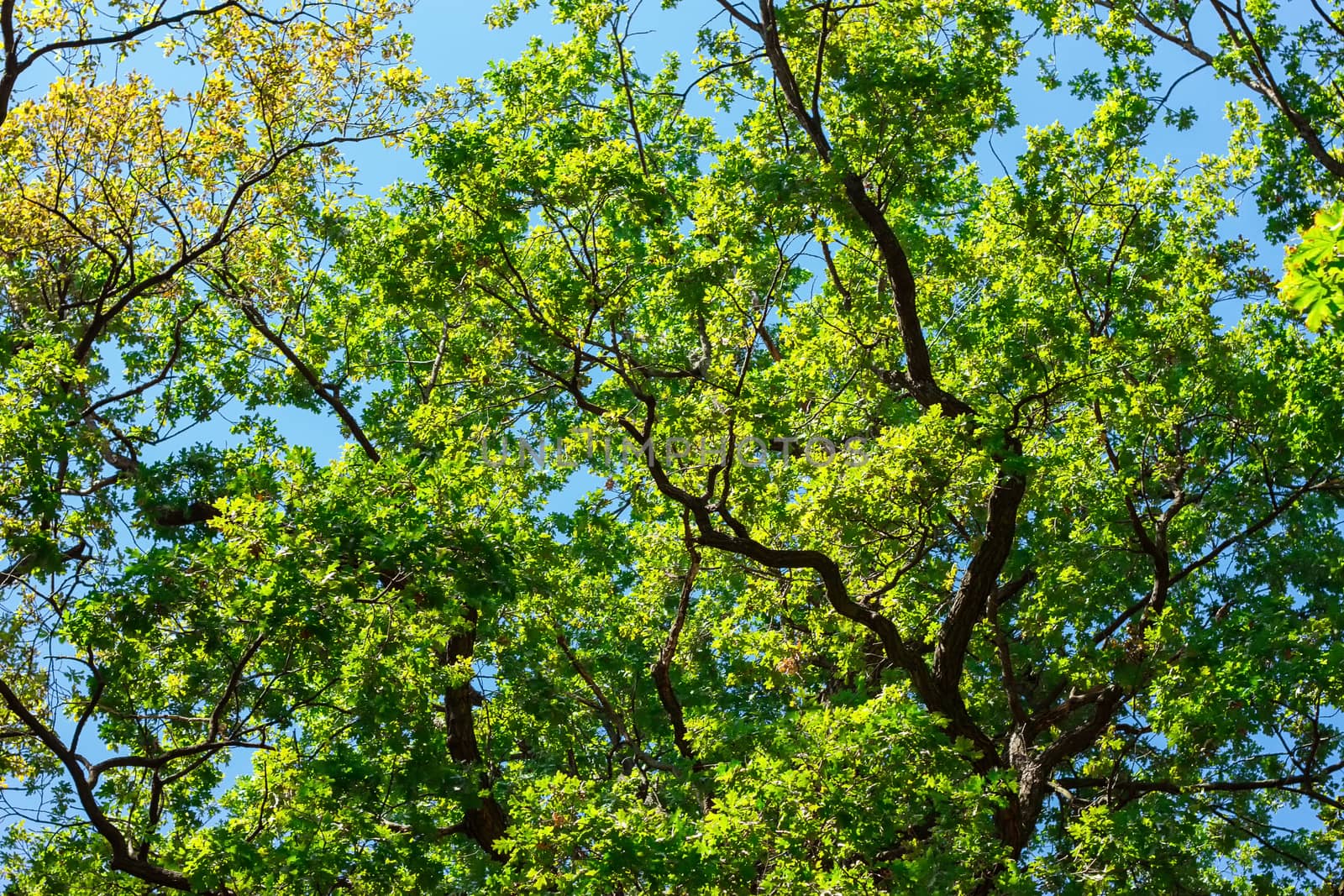 nature green leaves Against the blue sky