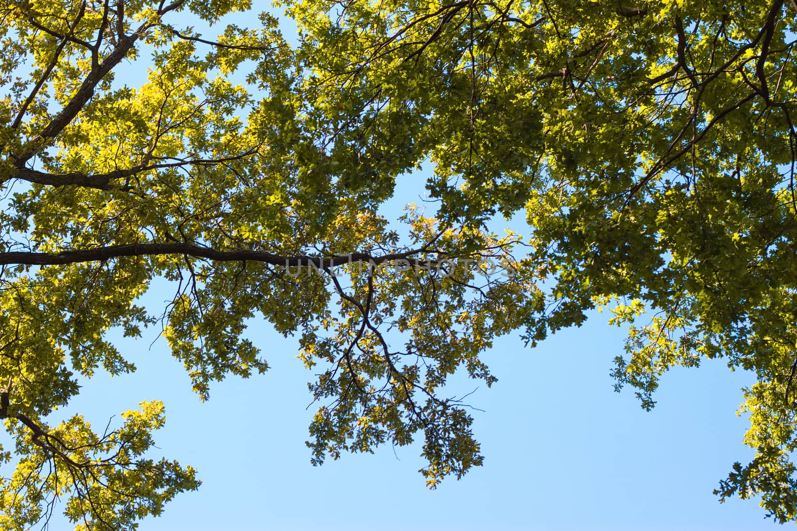 nature green leaves Against the blue sky