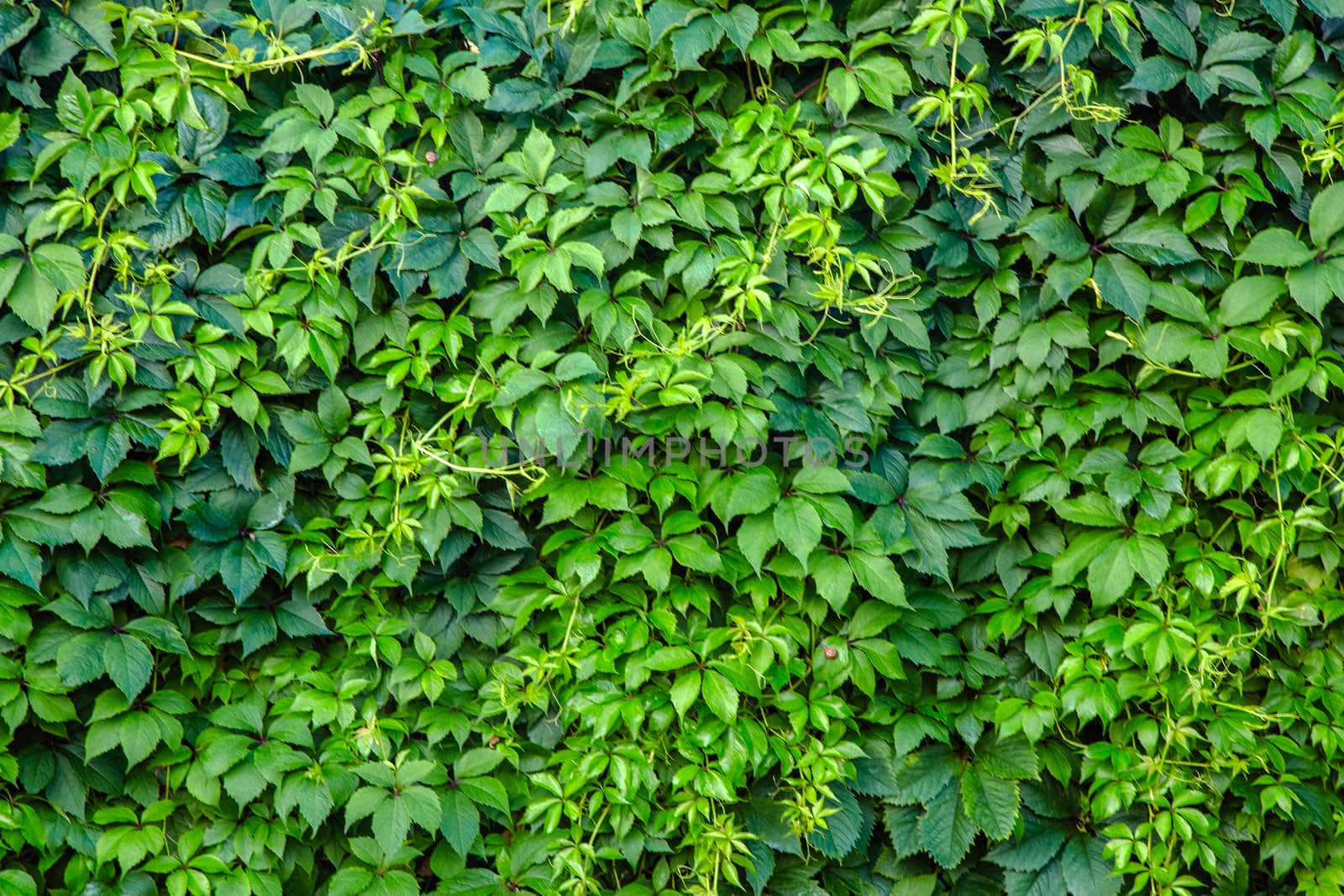 green leaf wall for background,Ornamental shrubs ,Wall shrubs