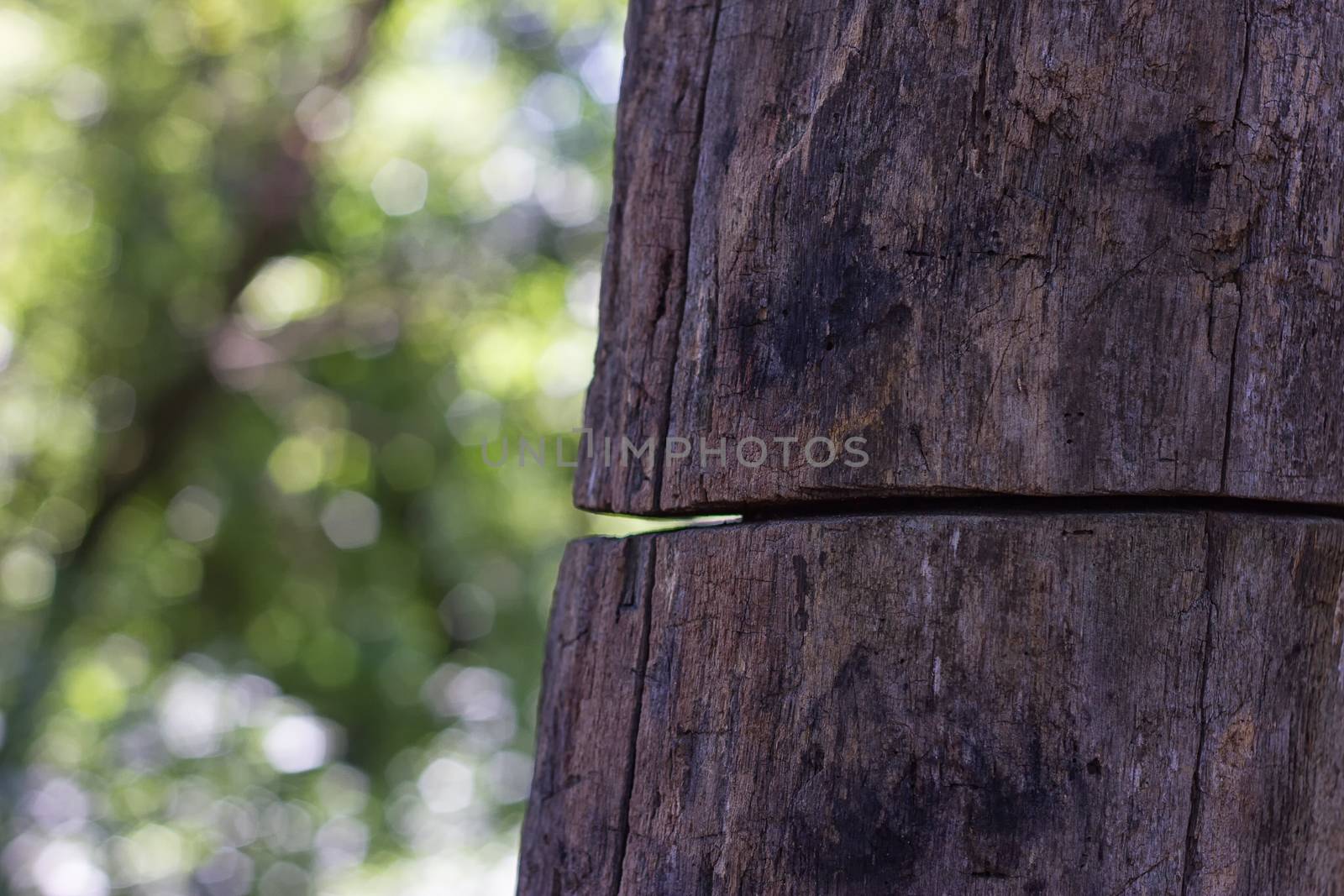 old tree is severed but continues to grow