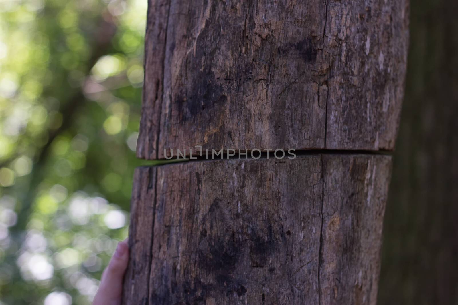 old tree is severed by victosha