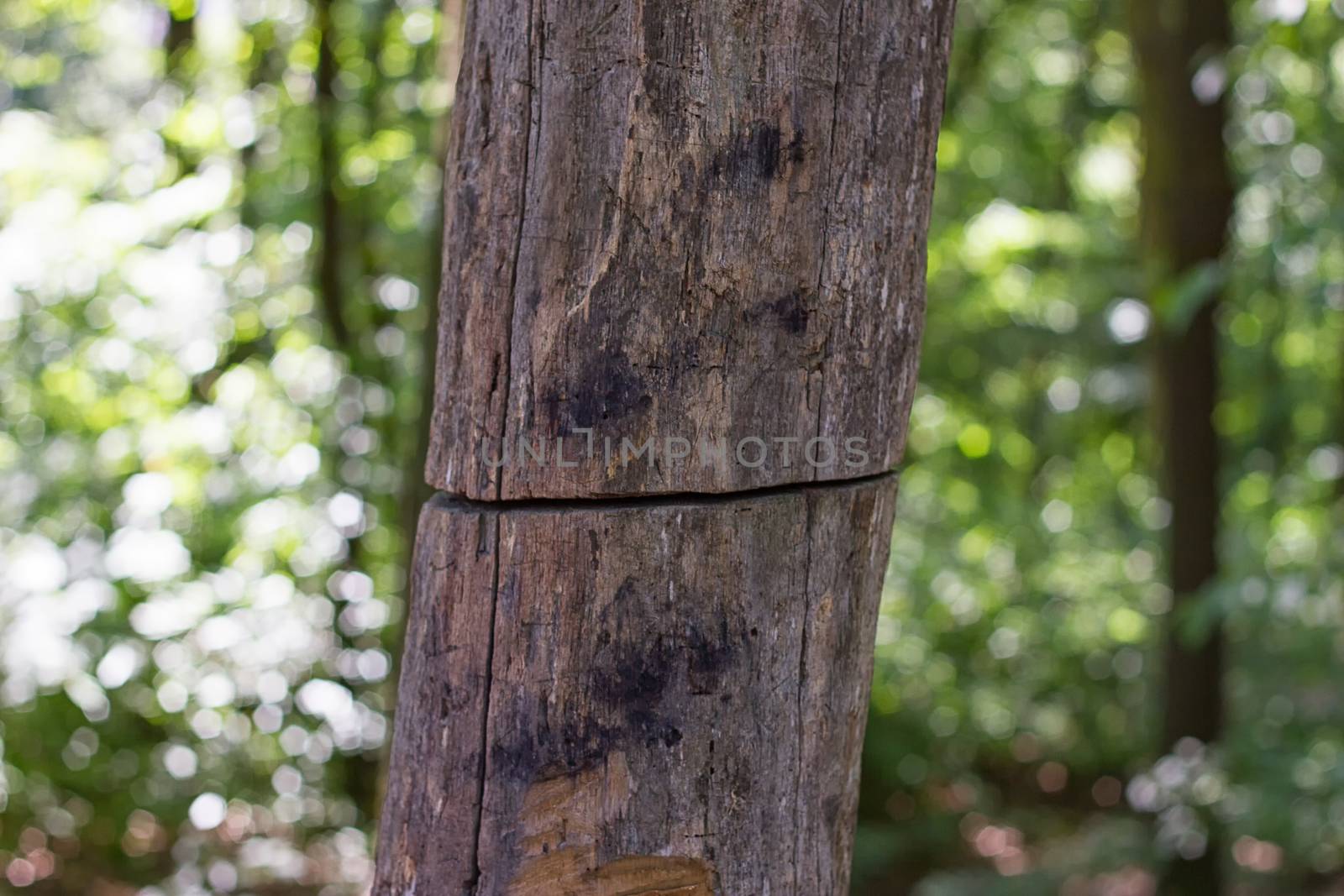 old tree is severed but continues to grow