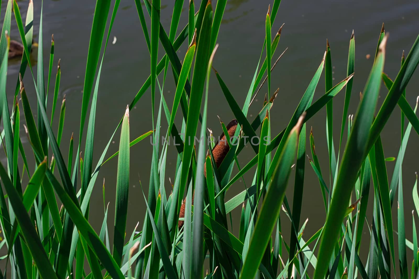 Reeds by the lake close up On the lake