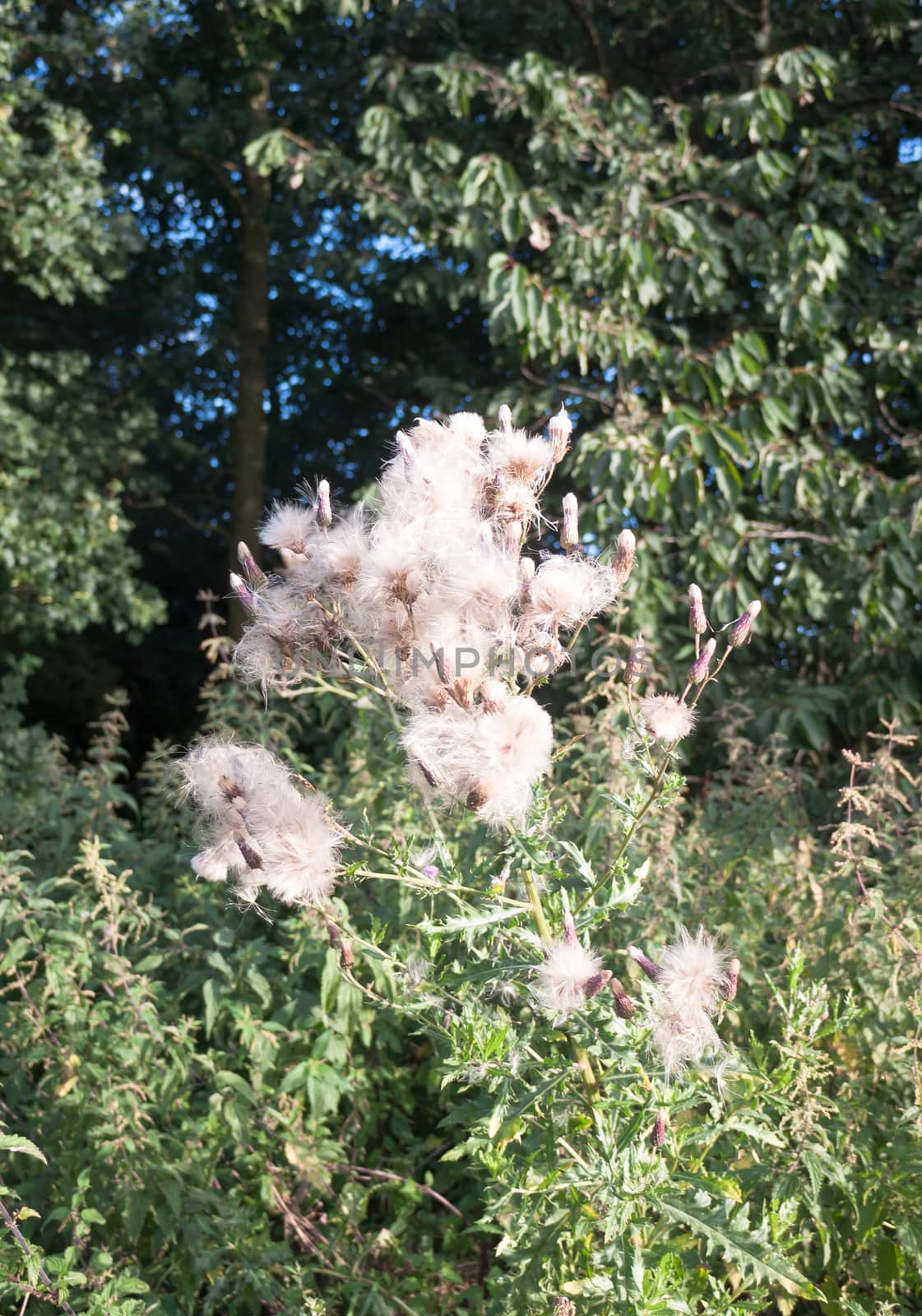 gorgeous close up lot of detail of many fluffy white milk thistle flower heads; UK