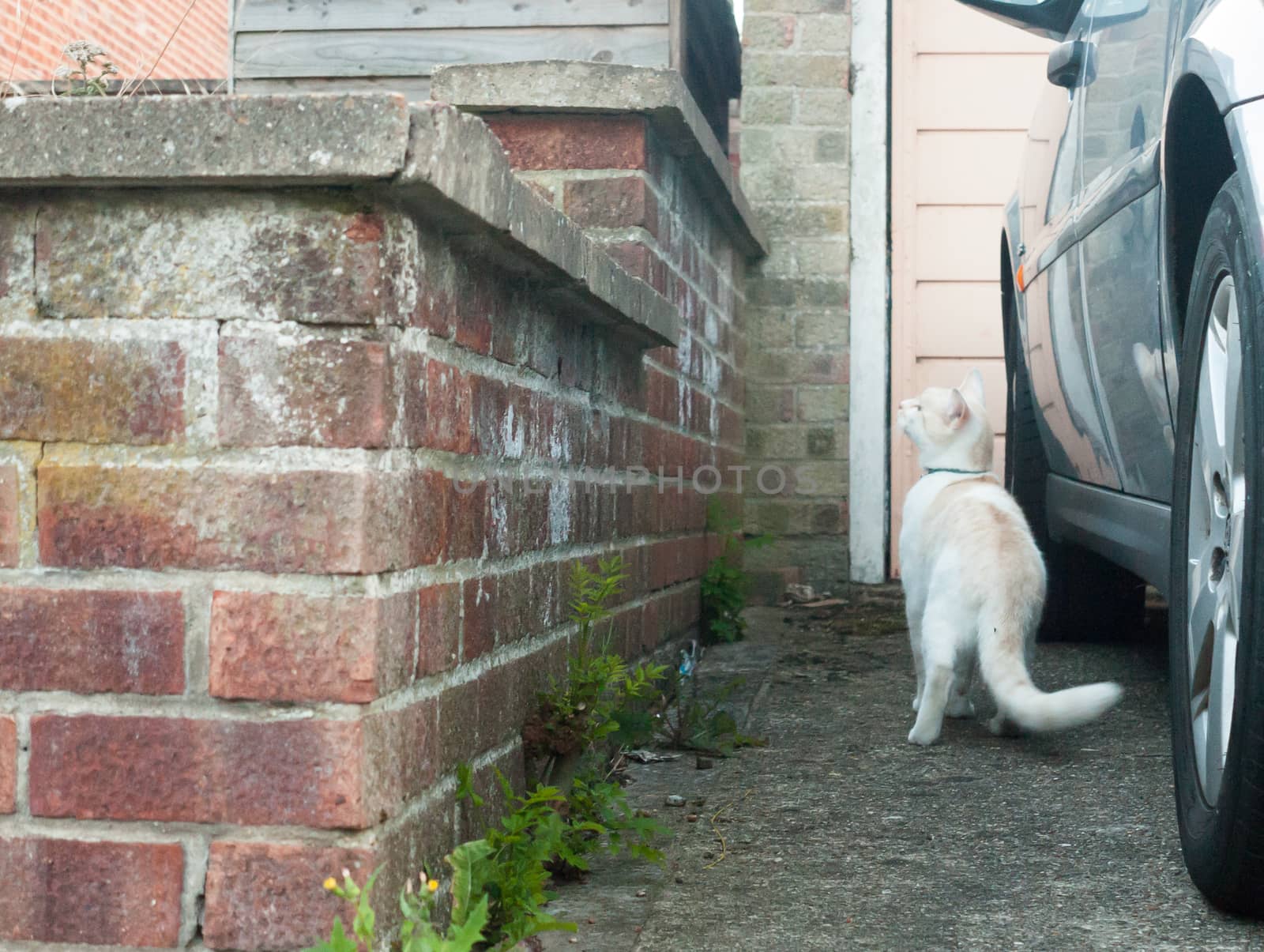 a white cat about to jump up onto a low brick wall; UK