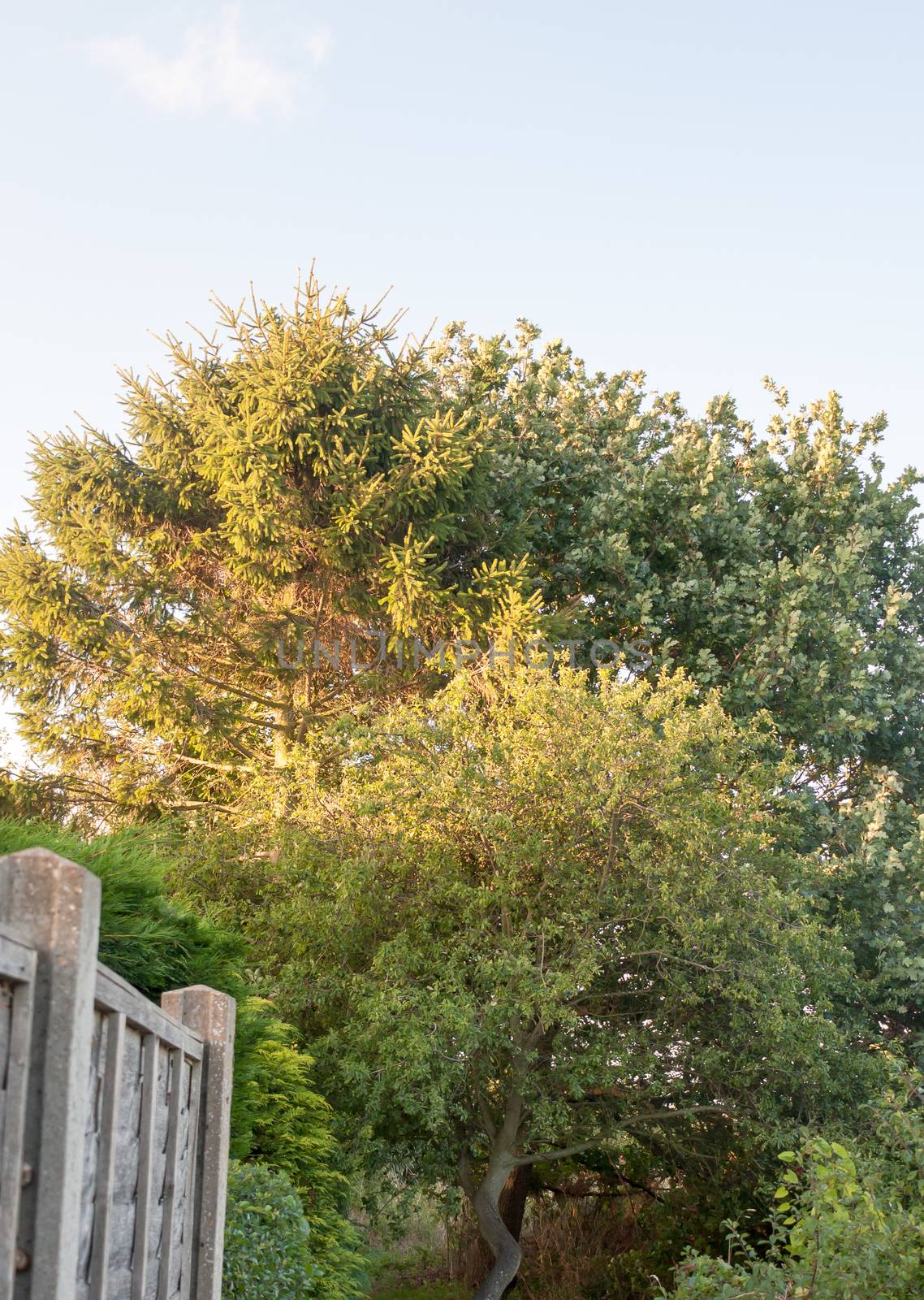 big tree in back garden half sun lit sunset ; UK