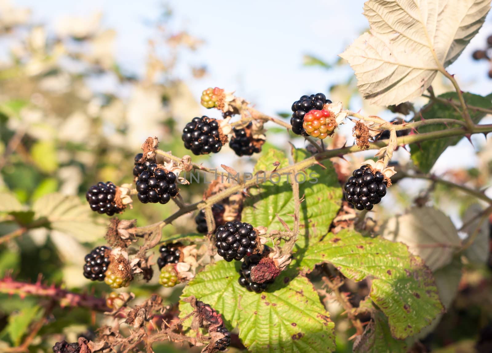 black lush and ripe blackberries outside on brambles; UK