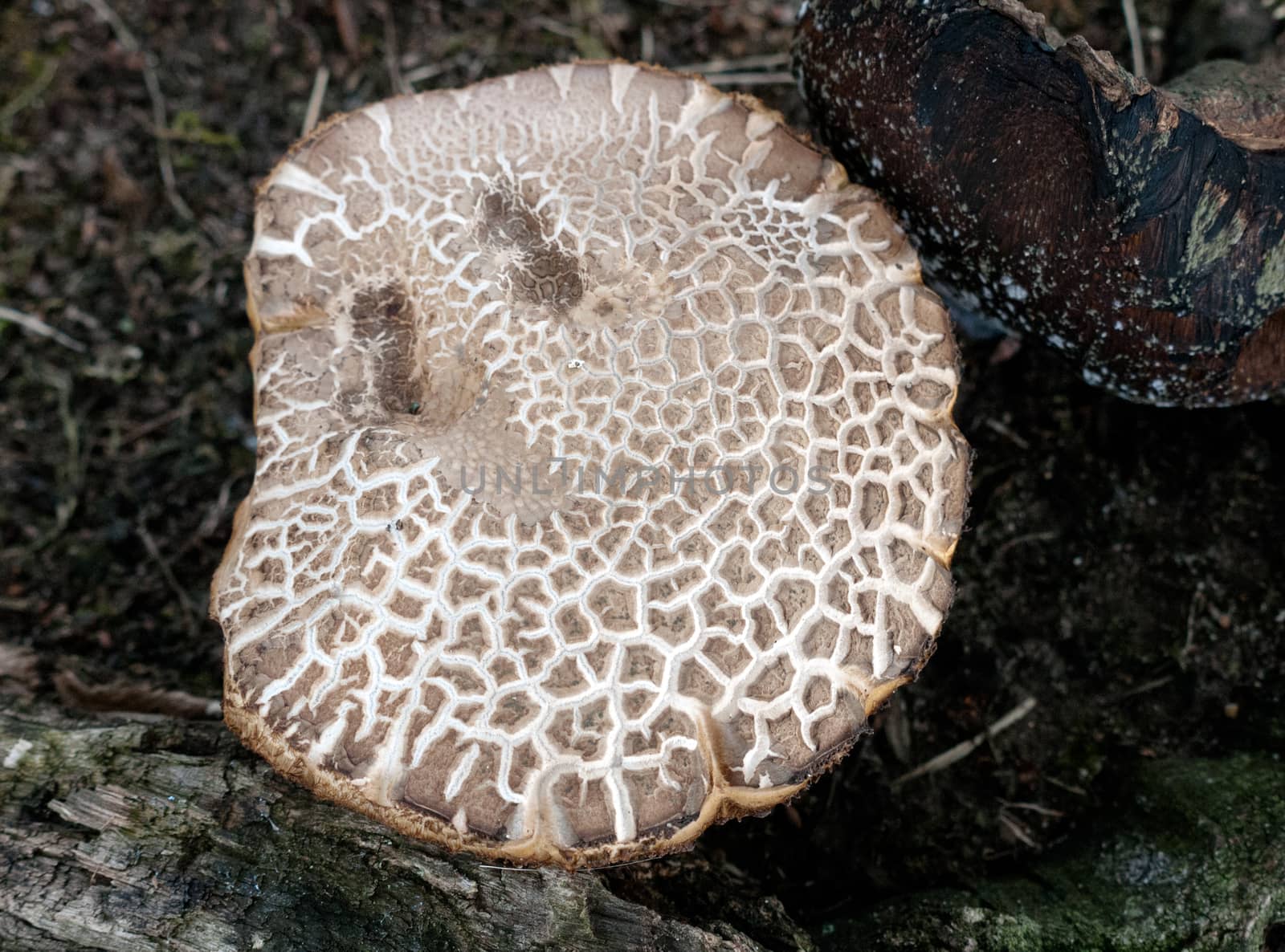 close uk texture of big mushroom on the ground outside; UK