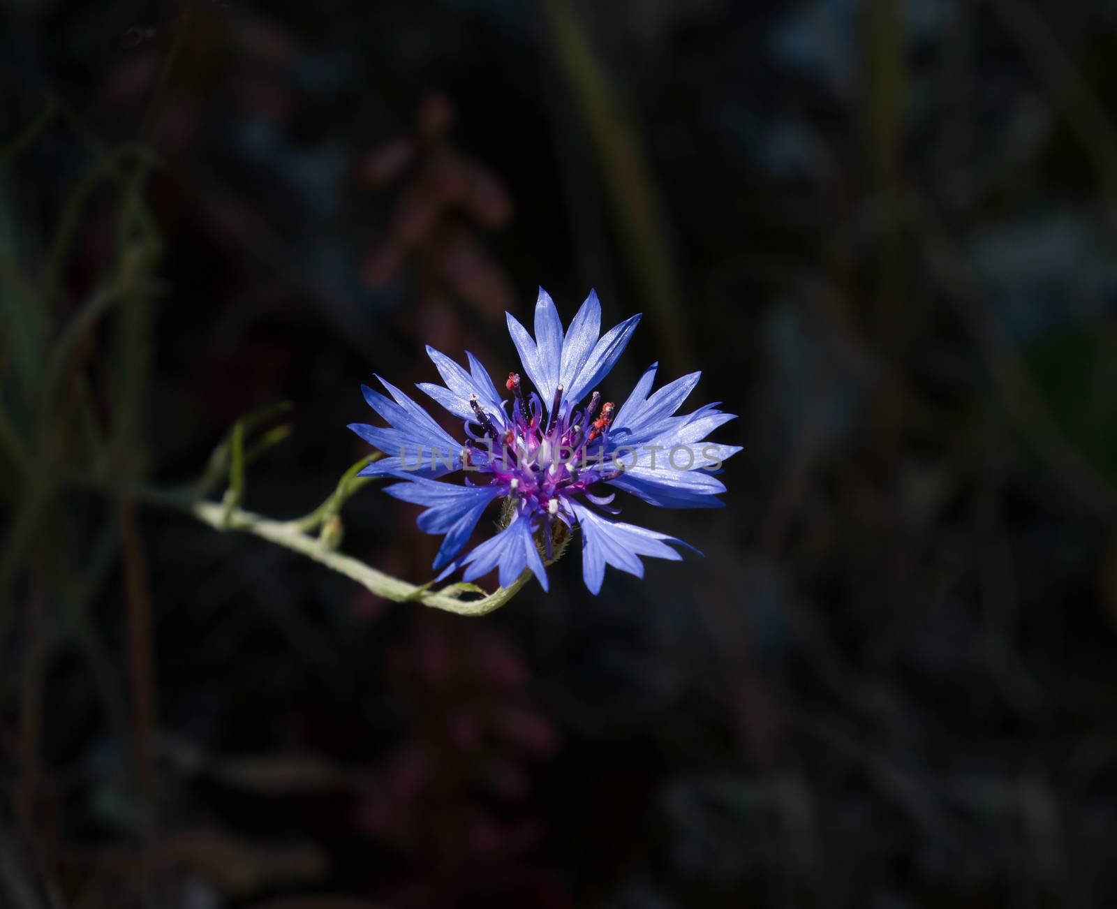 Vivid blue Cornflower against dark background.