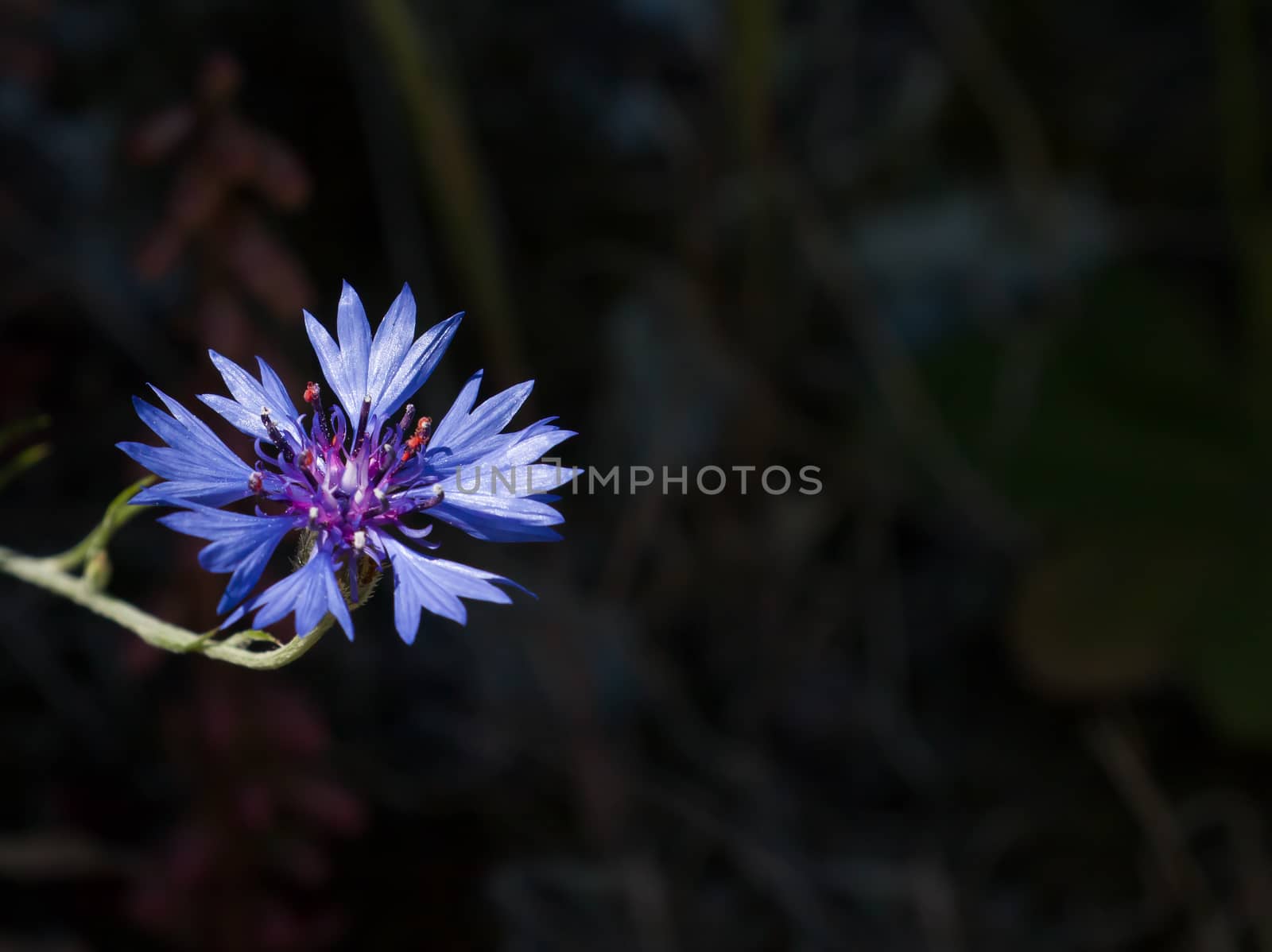 Vivid blue Cornflower against dark background with space for copy or text.