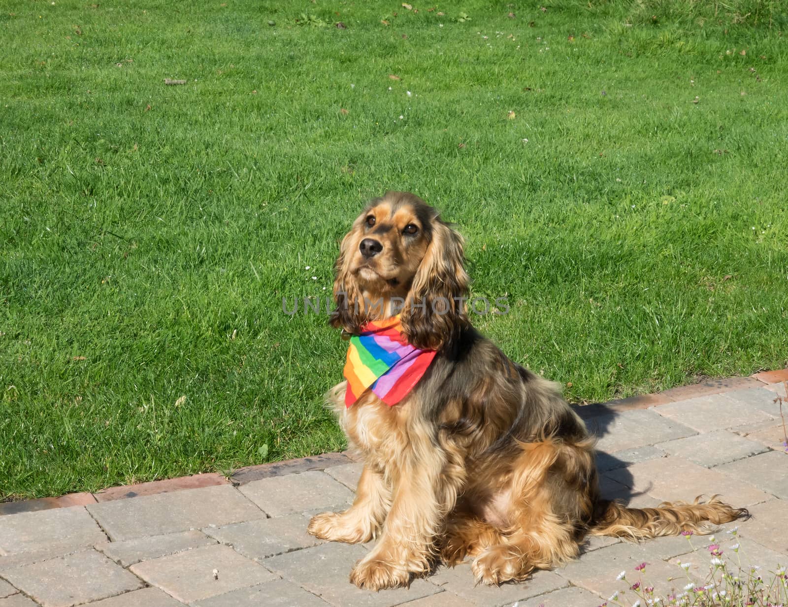 English Show Cocker Spaniel dog wearing Pride rainbow bandana scarf.