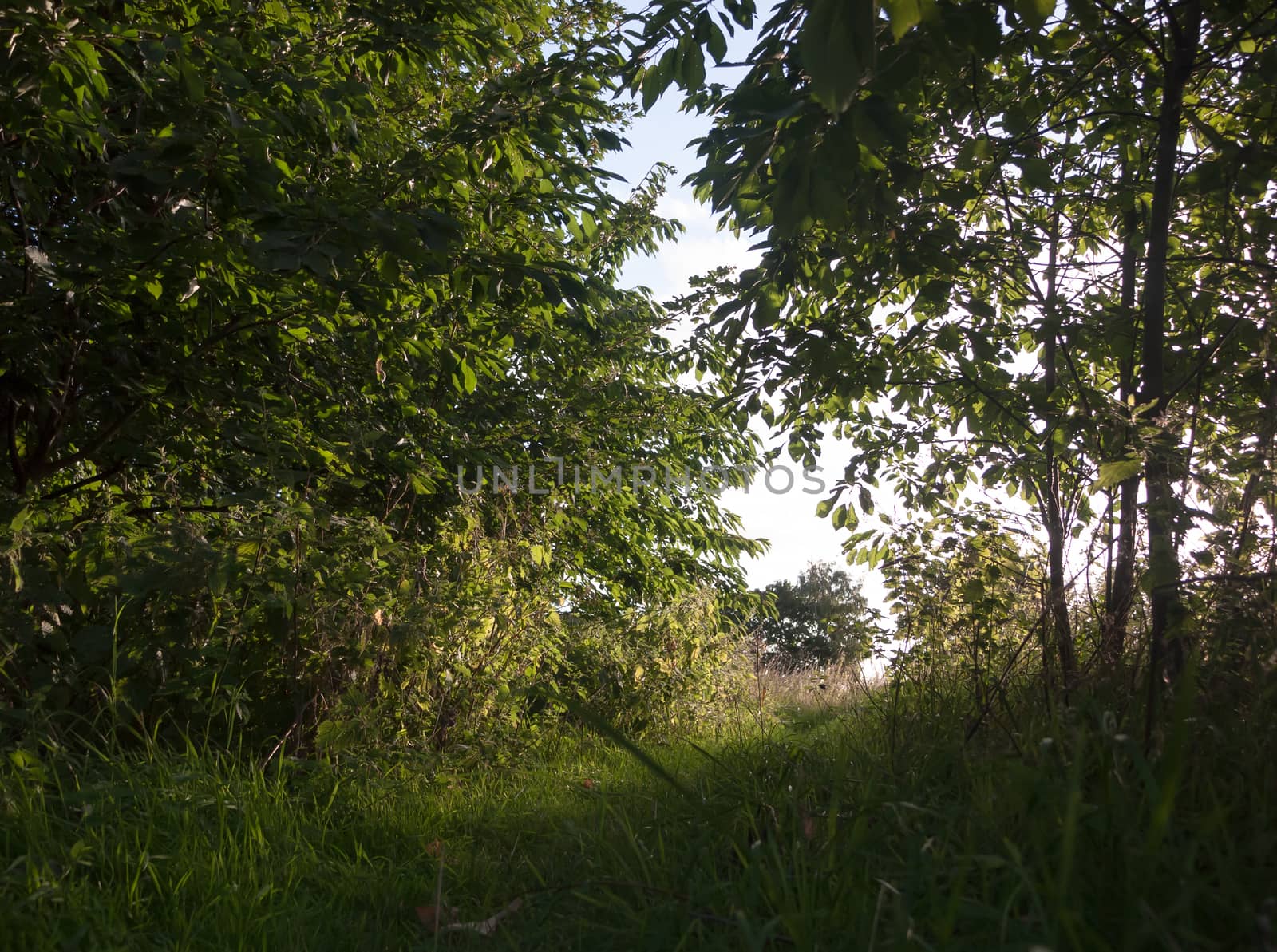 lush walkway through summer forest scene outside peaceful; UK