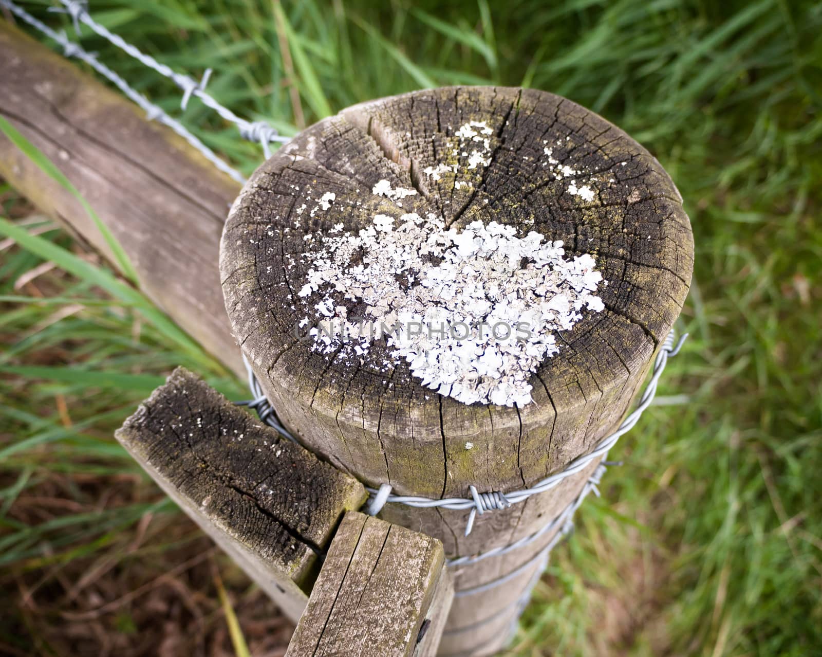 strange white moss fungus growing on a wooden post countryside outside; UK
