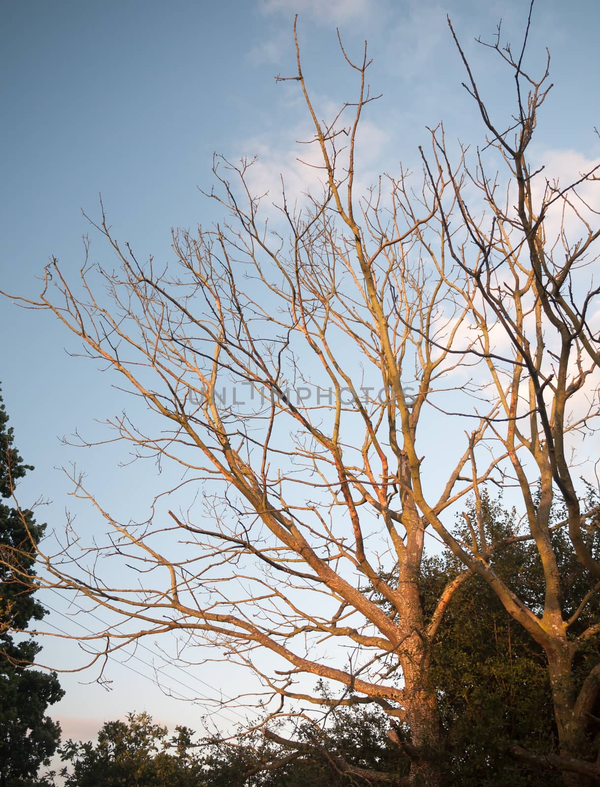 stunning sun set sunlit bare trees in summer; UK